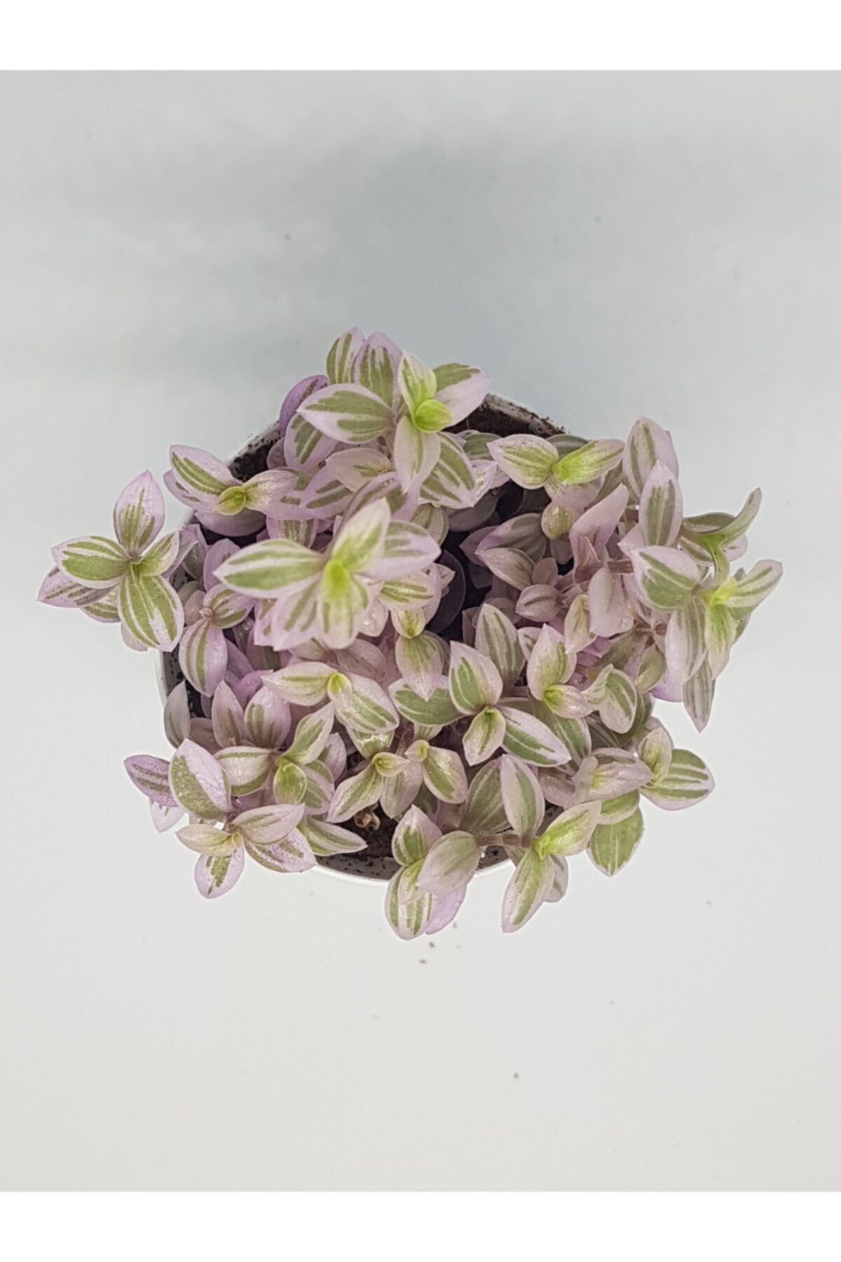 DOĞA BAHÇESİ Callisia Repens Özel Tür Sukulent (yayılarak Büyür) 5,5cm Saksılı