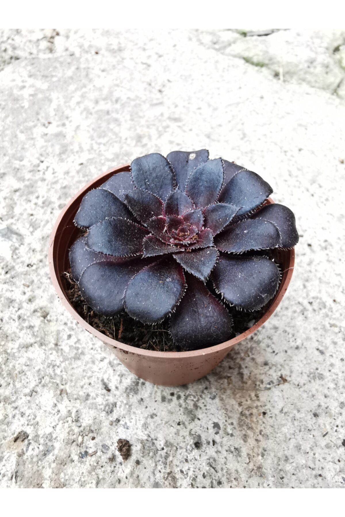 Gulen botanik Aeonium Arboreum