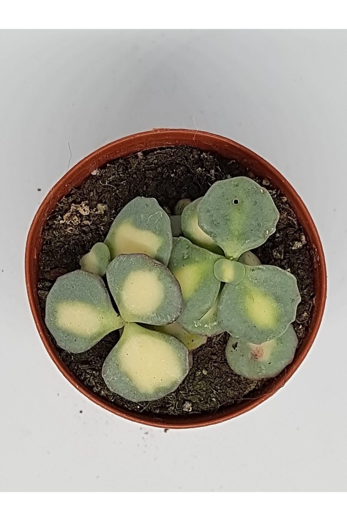 DOĞA BAHÇESİ Sedum Sieboldi Variegate Nadir Tür Küçük Boy Sukulent 5,5cm Saksılı