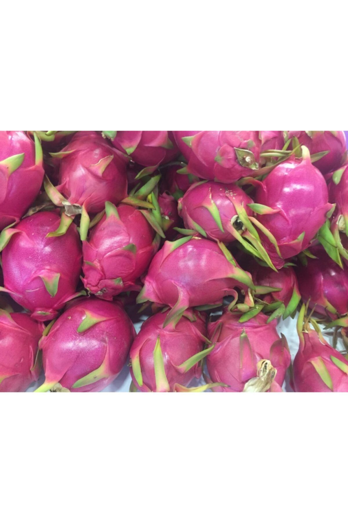 YAĞMUR BOTANİK Ejder Meyvesi (pitaya) Saksılı 30 Cm