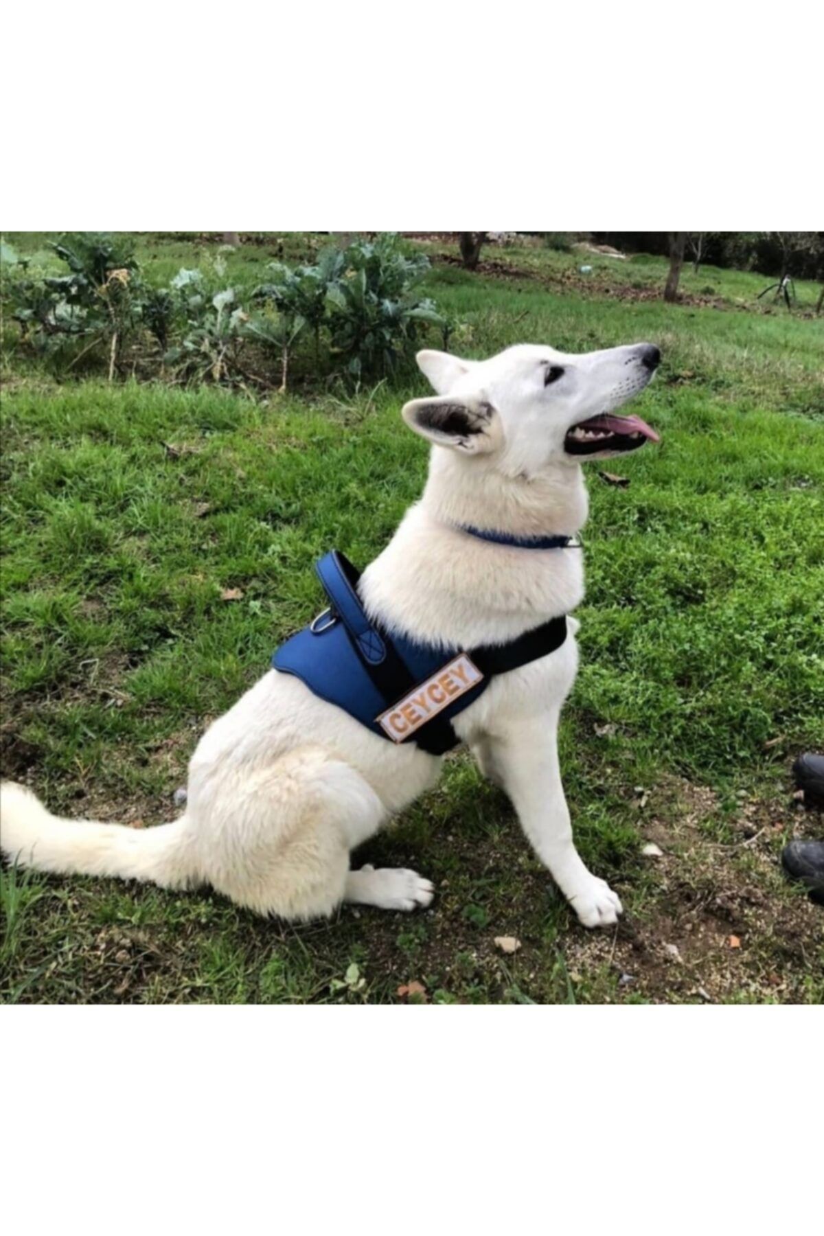 MgTasma K9 Deri Tasması