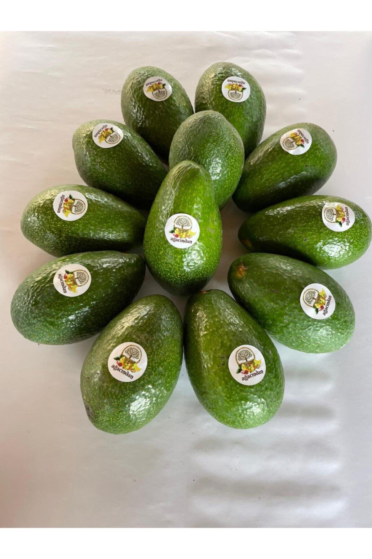 Ağacından 15'li Avokado Toplam 3200 4000 gr Arası