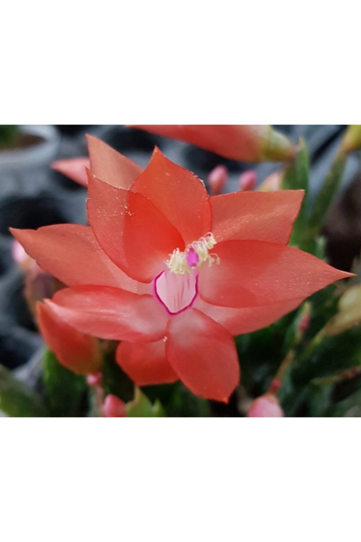 DOĞA BAHÇESİ Schlumbergera Hybrid Ithal Tür Somon Rengi Yılbaşı Kaktüsü 5,5cm