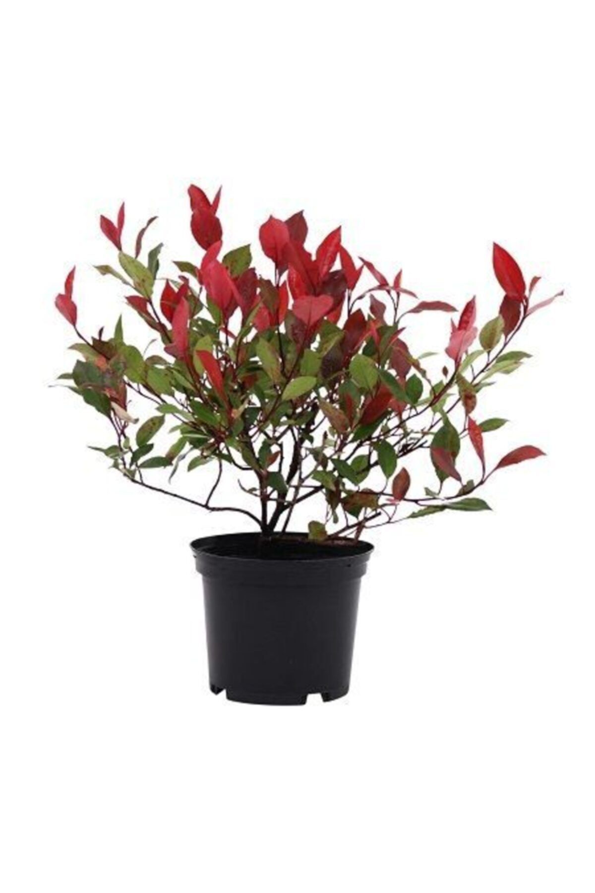 fidanistanbul Kırmızı Alev Çalısı Photinia Fraseri Red Select, 20-40 Cm, Saksıda