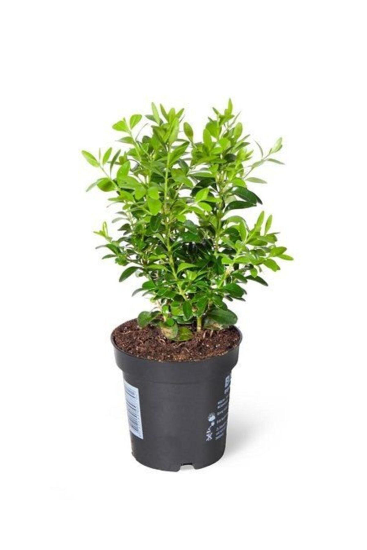 fidanistanbul Yeşil Yapraklı Şimşir Buxus Sempervirens Arborescens, 20-40 Cm, Saksıda