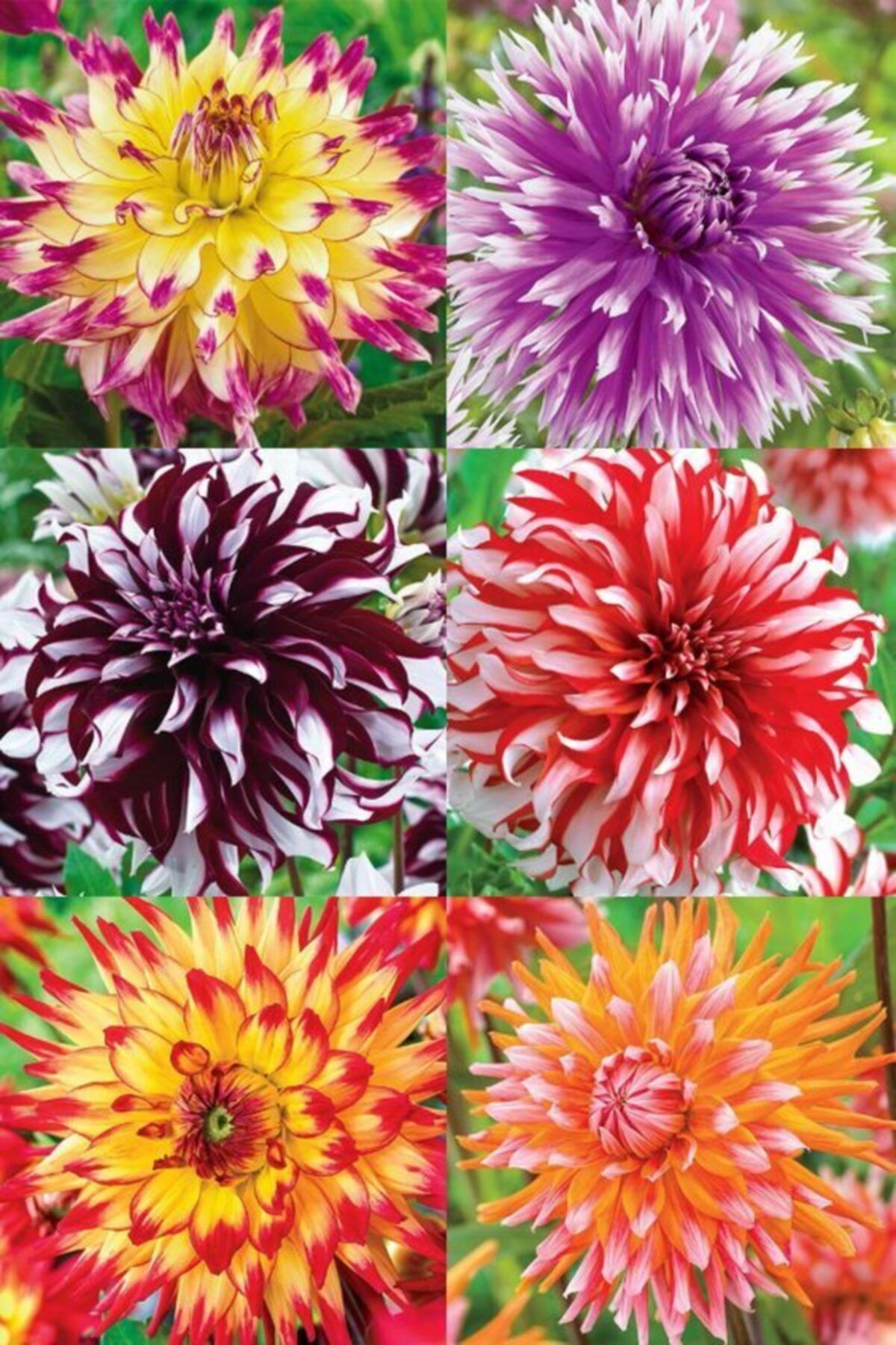 CANBOTANİK 6 Adet Yıldız Dahlıa Çiçek Soğanı (yumrusu)