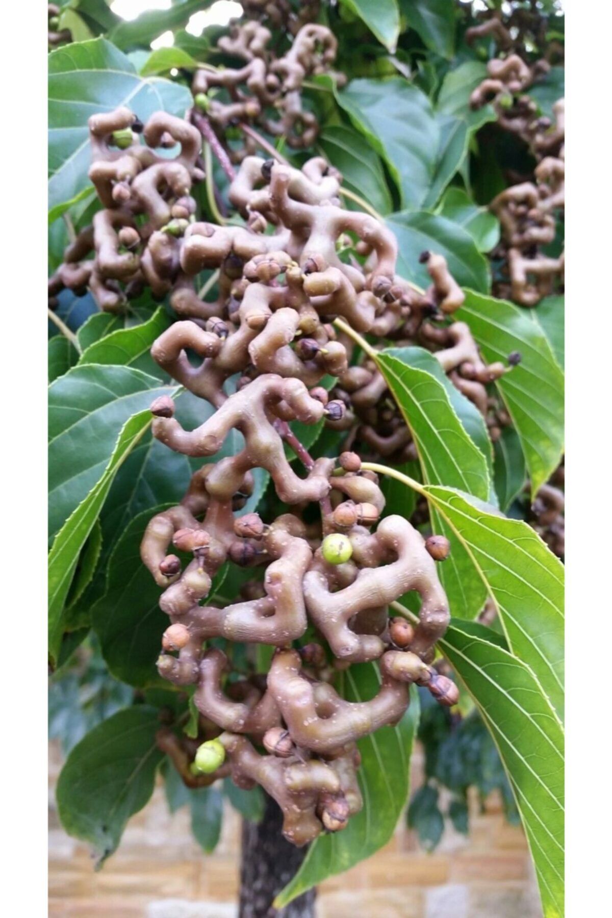 fidanistanbul Japon Kuru Üzüm Ağacı Hovenia Dulcis, 80-100 Cm, +3 Yaş, Saksıda