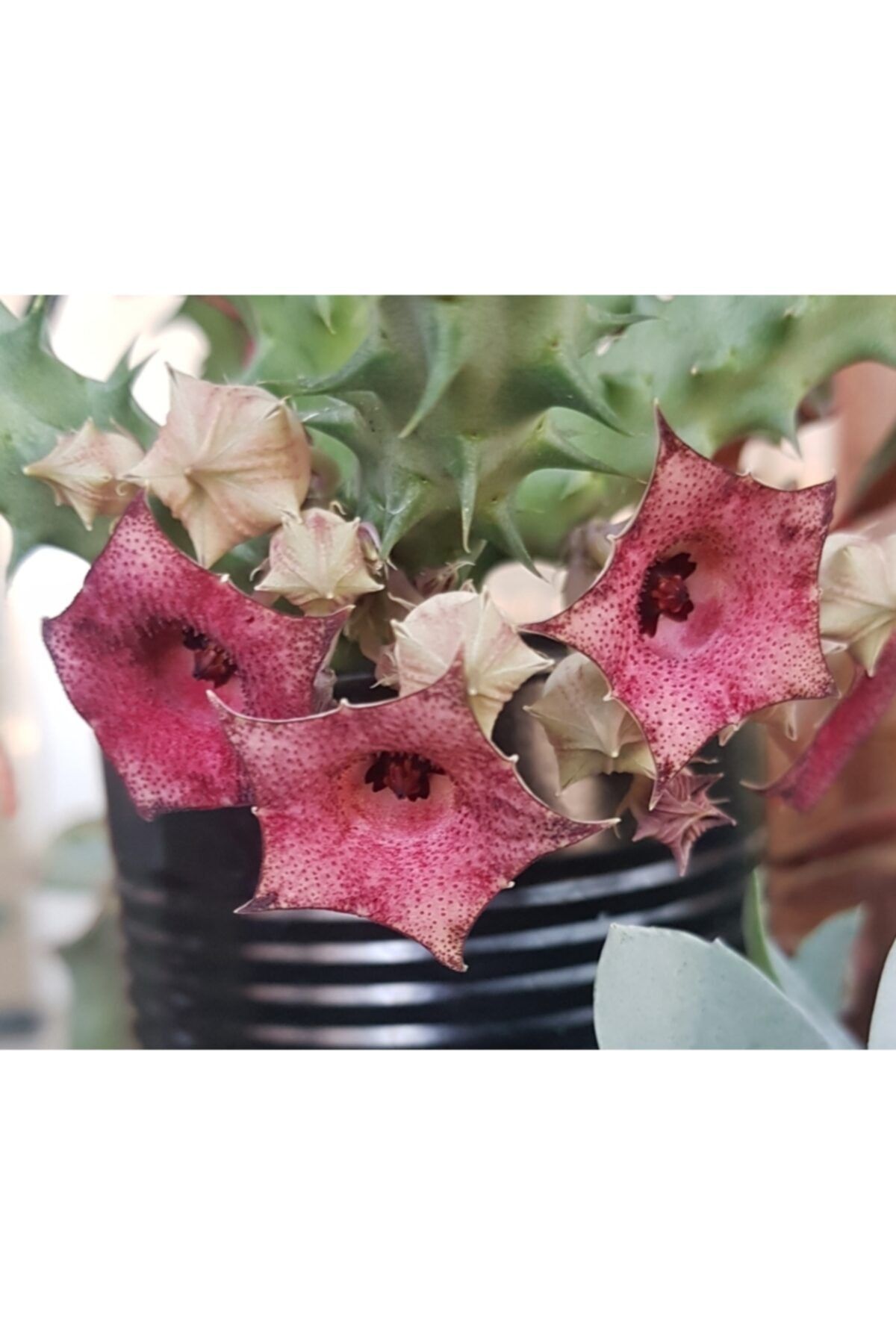 DOĞA BAHÇESİ Huernia Macrocarpa Özel Tür Çoklu Çiçek Açan Leş Kaktüsü 5,5cm Saksılı