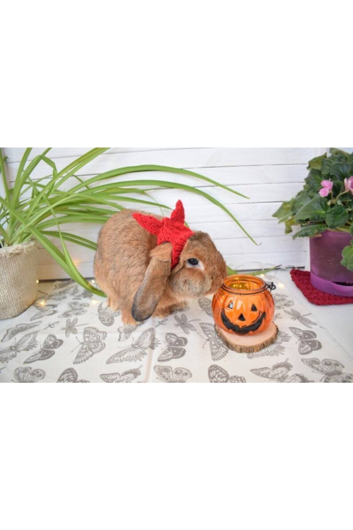 BurDen Dekoratif Ürünler & Tasarım Sevimli Şeytan Kulak Tavşan Şapka, Aksesuar , Pet Shop Ürün, Tasarım ,pet Fashion, Fenomen Hayvanlar