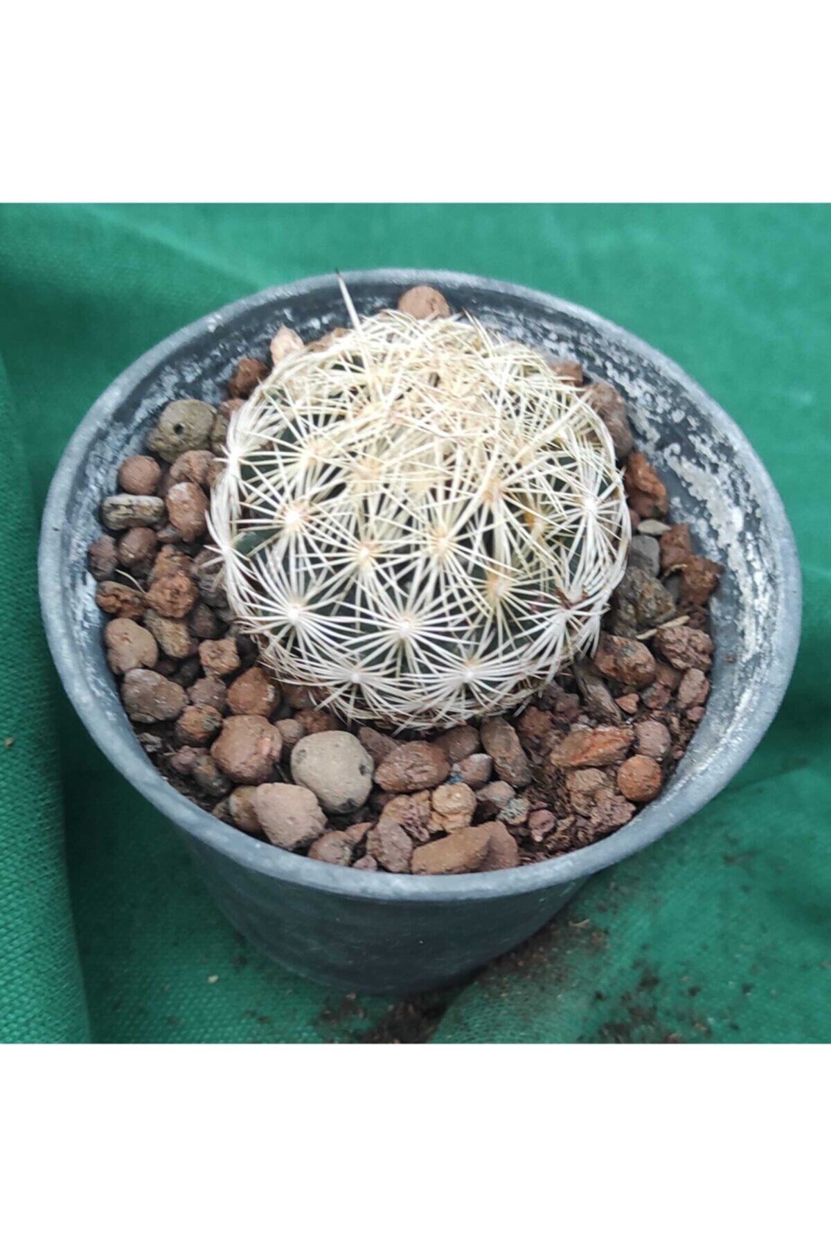 Kaktüs Coryphantha Cornifera--8.5 Cm Saksı-refden 28e/39