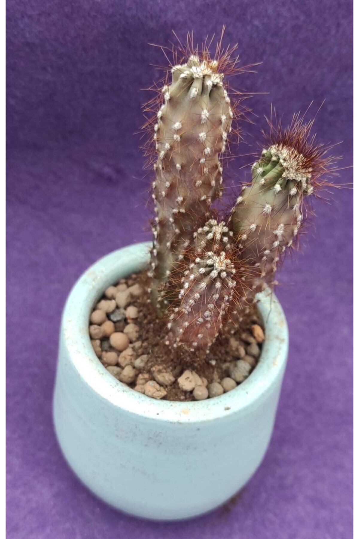 Pagoda Cereus-8.5 Cm Saksı-ref20h/y