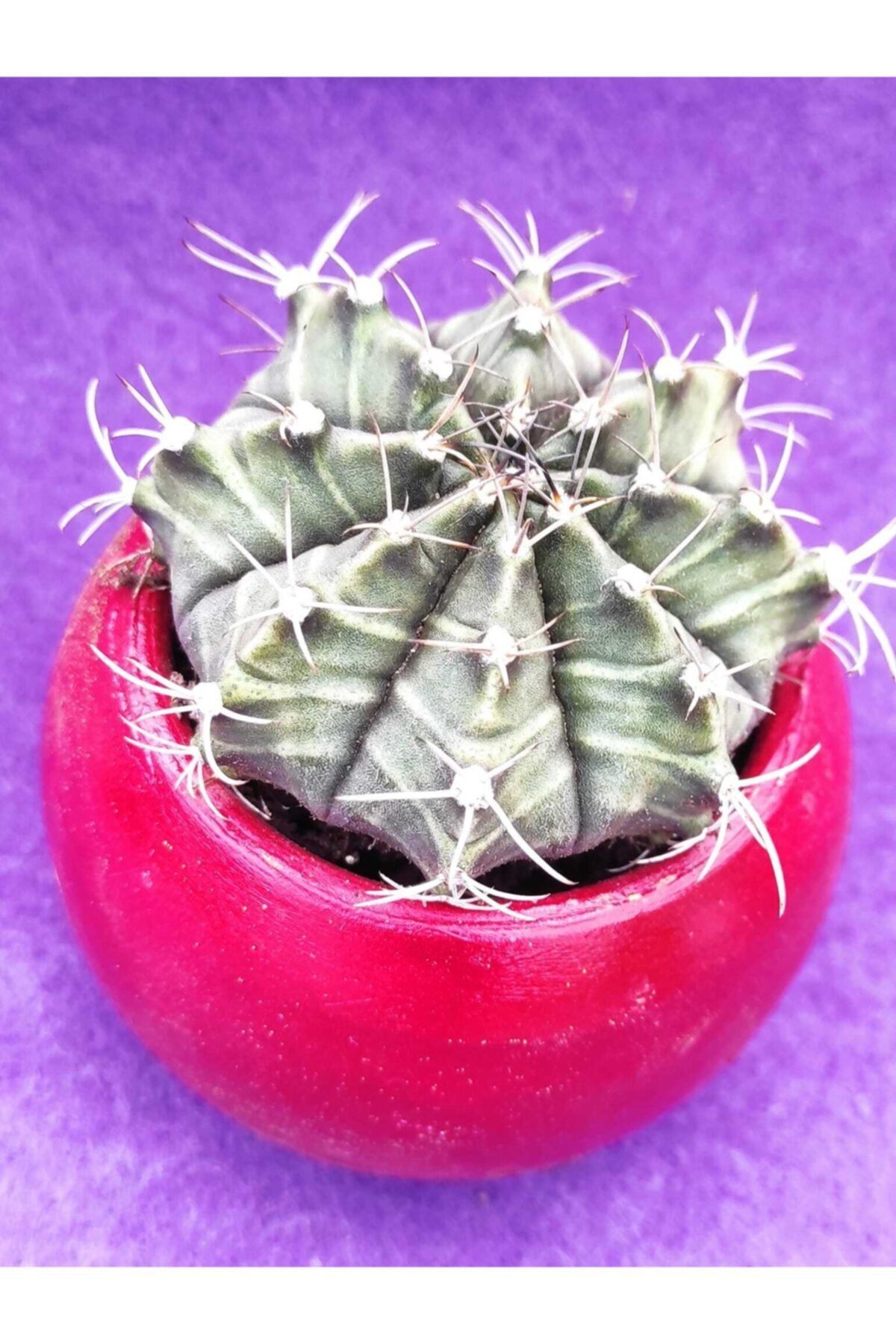 Pagoda Gymnocalycium Kaktğs Ref 26h/y