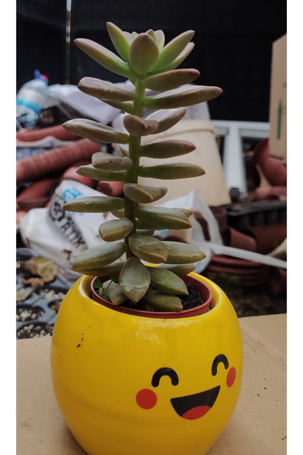 Doğa Emojili Sukulent