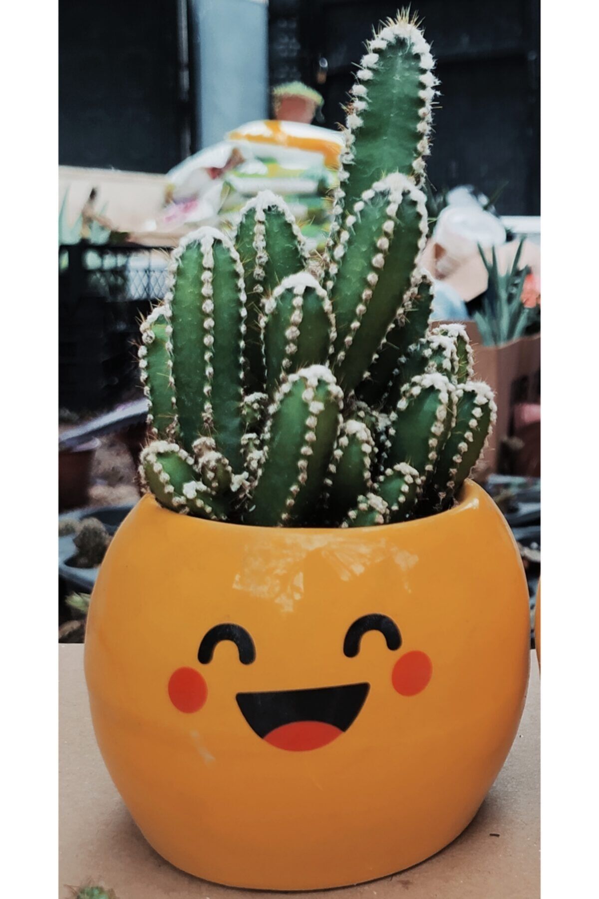 Kaktüs Cereus Jamacaru