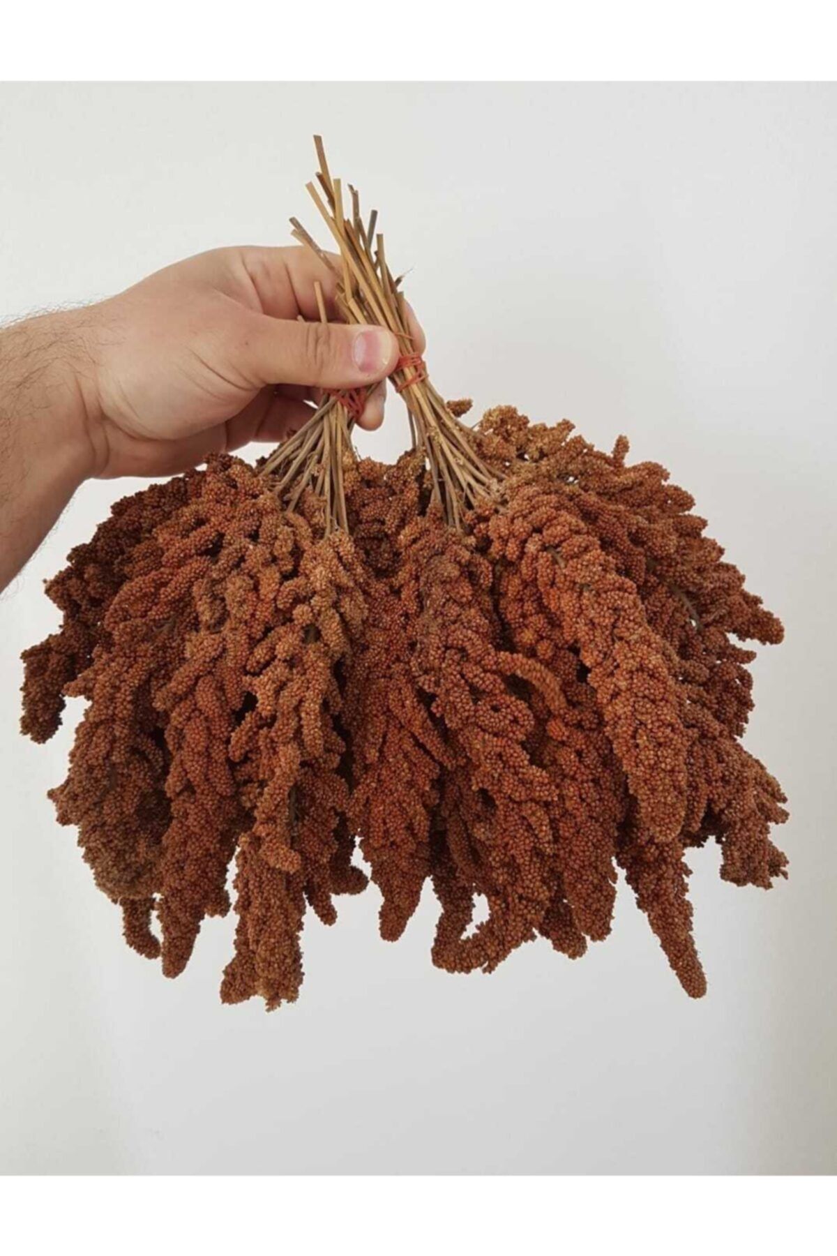 Ankara Yem Evi Kızıl Dal Darı Tilki Kuyruk 1 Kg