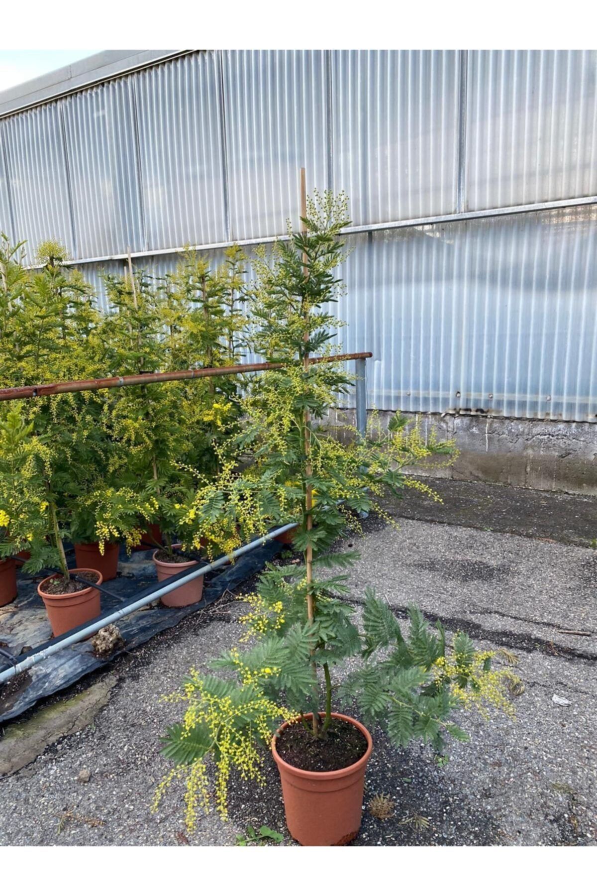 modabotanik Mimoza Çiçeği +4 Yaş Dolgun Formlu 180 cm Gerçek Resim 1.kalite