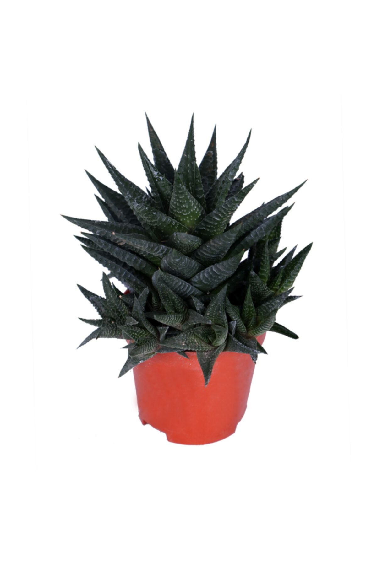 HOBİ VE BAHÇE Haworthia Limifolia - Sukulent - Kaktüs - Xxl Boy
