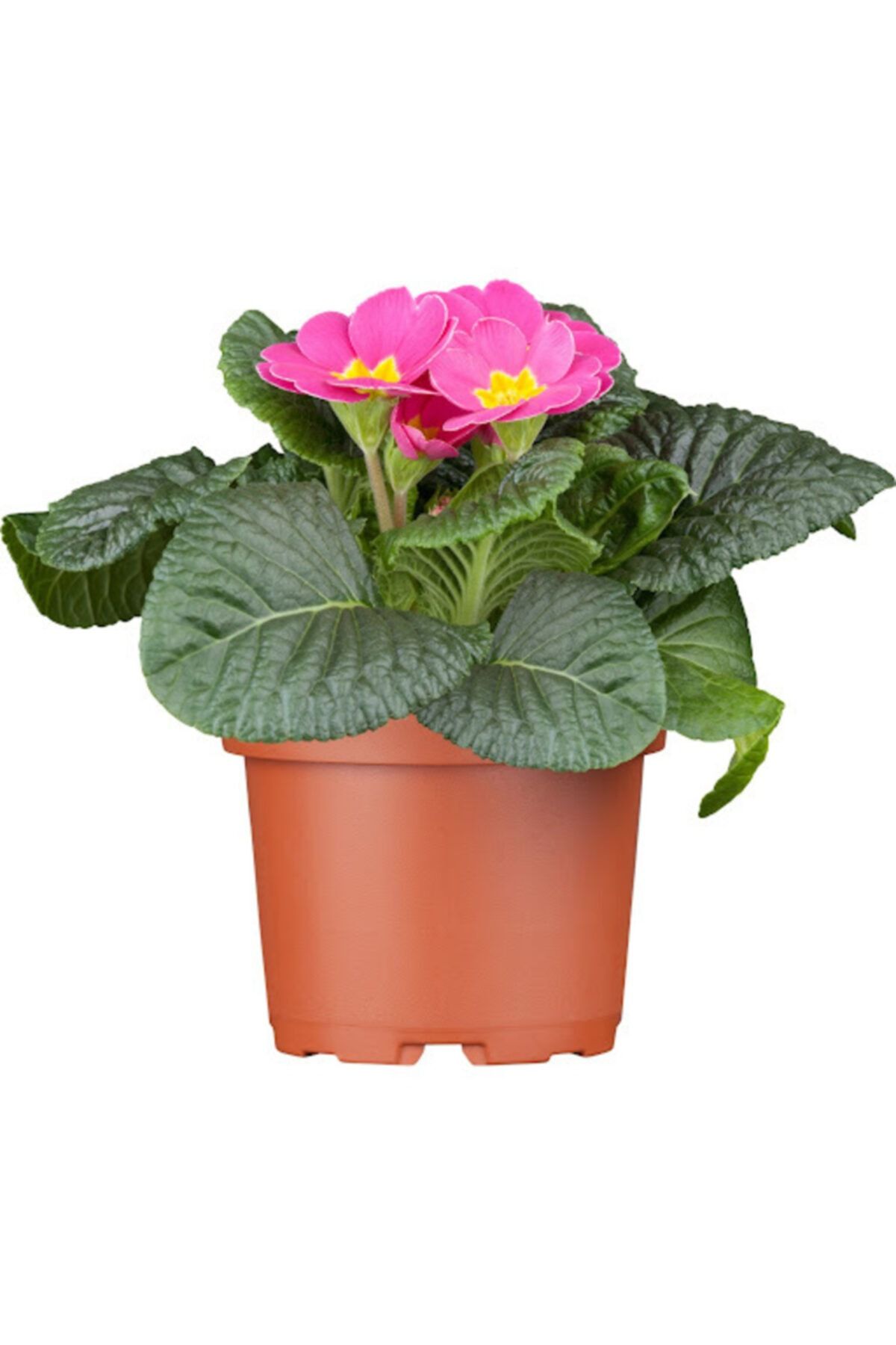HAN BOTANİK Canlı Saksılı Çuha Çiçeği Fidanı-pembe