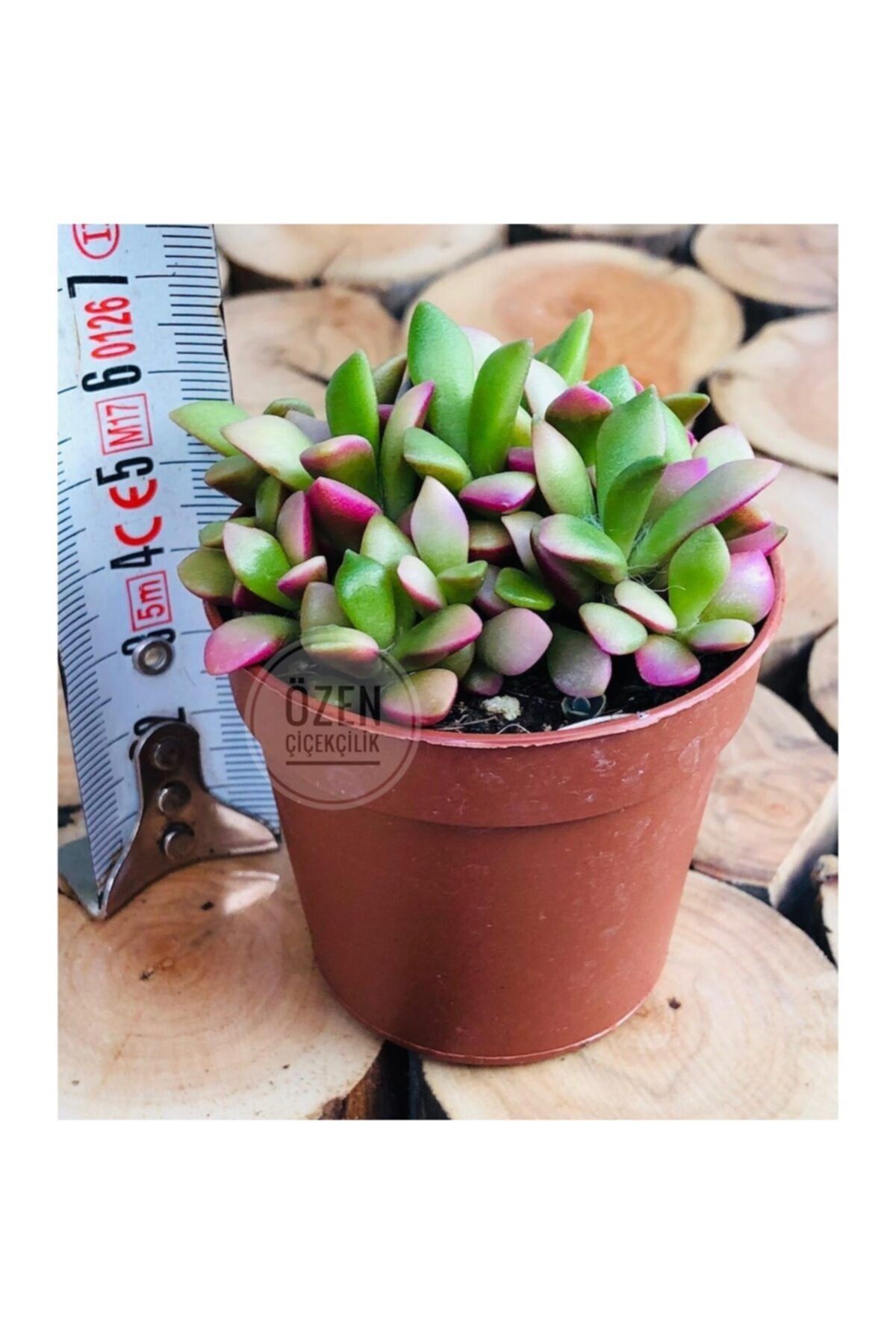 EGZOTİKBAHÇE Anacampseros Telephiastrum Succulent Doğal Pembe Dolgun Sukulent