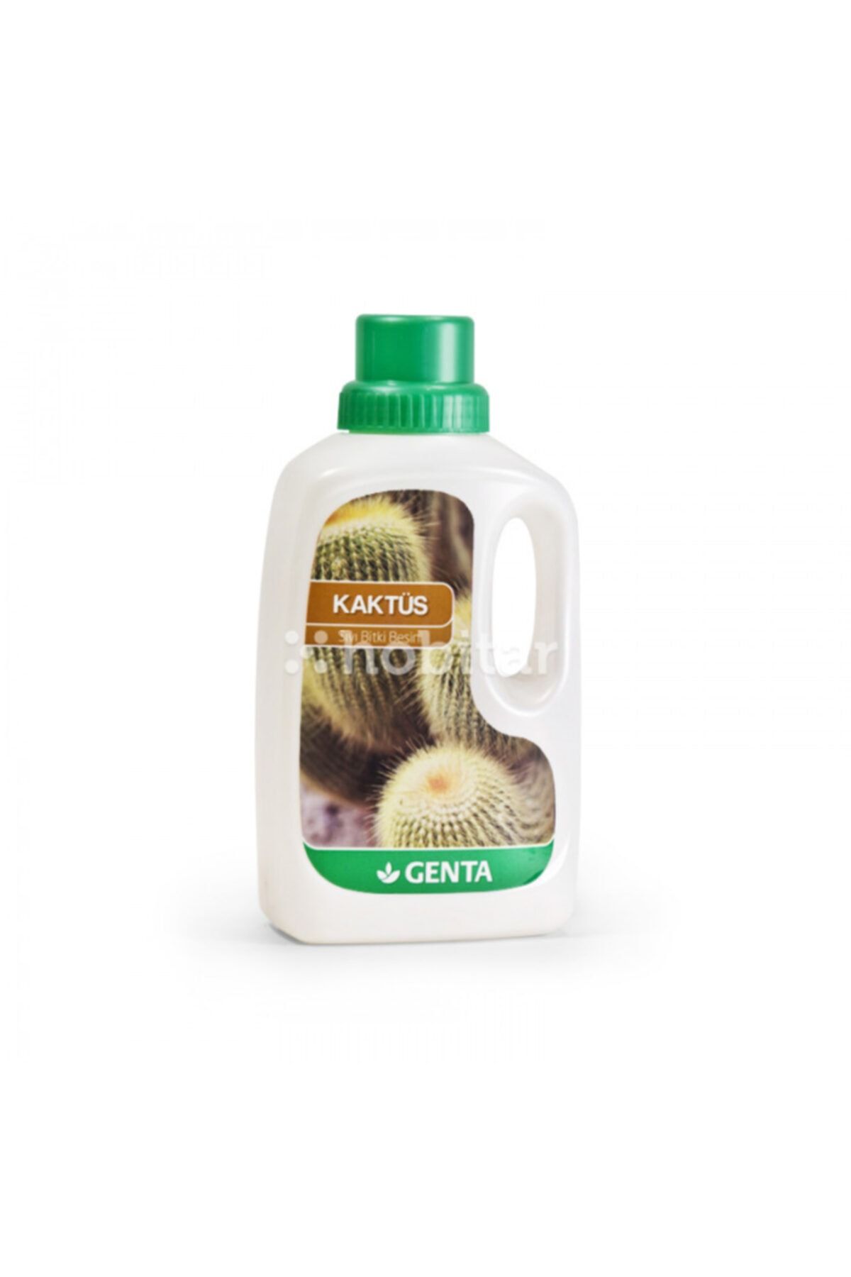 Genta Bitki Besini Kaktüs