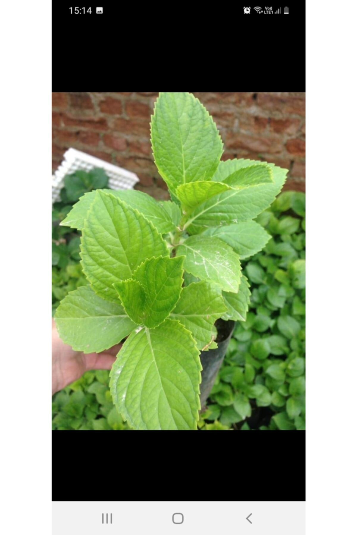 ADA ÇİÇEK EVİ Ortanca