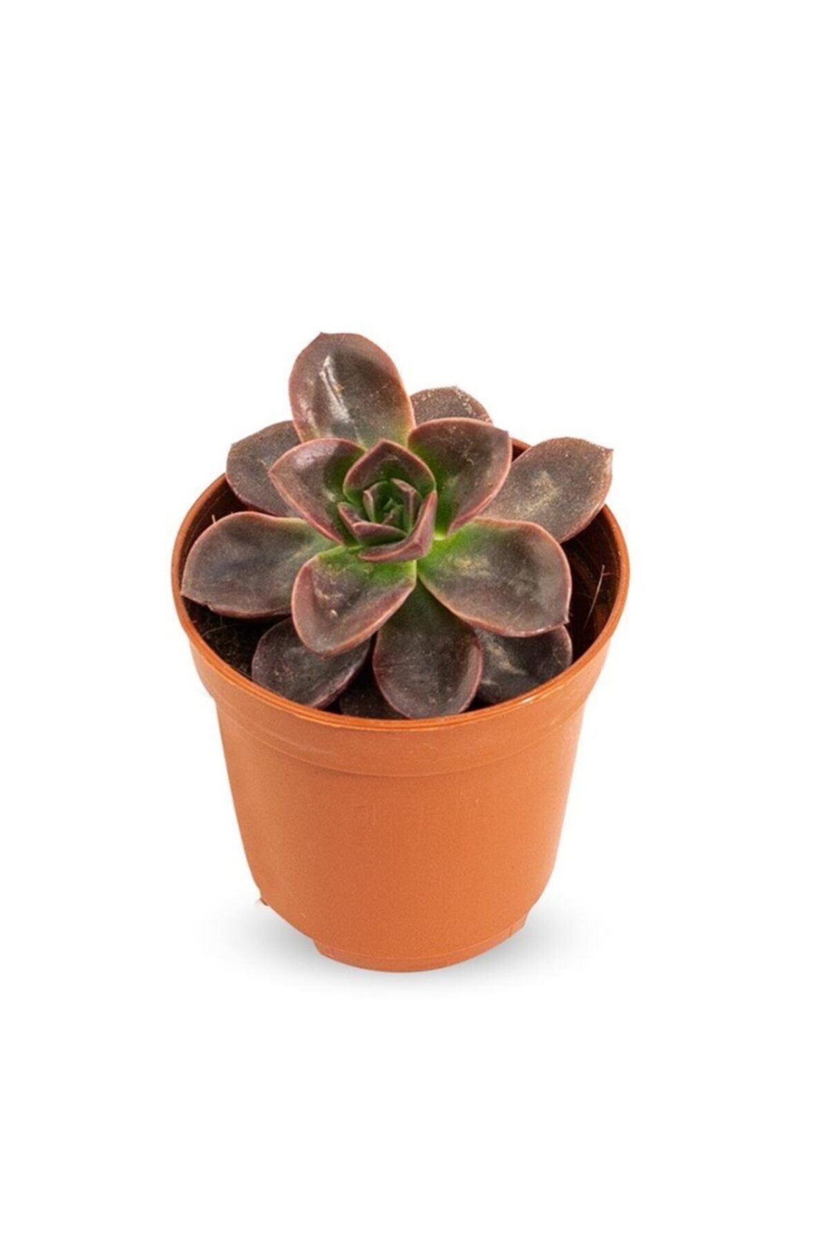 tohumtoprak Echeveria 'melaco' - Echeveria 'melaco', Kırmızımsı Kahverengi Yaprakları Sukulent 5.5 Lik Saksıda