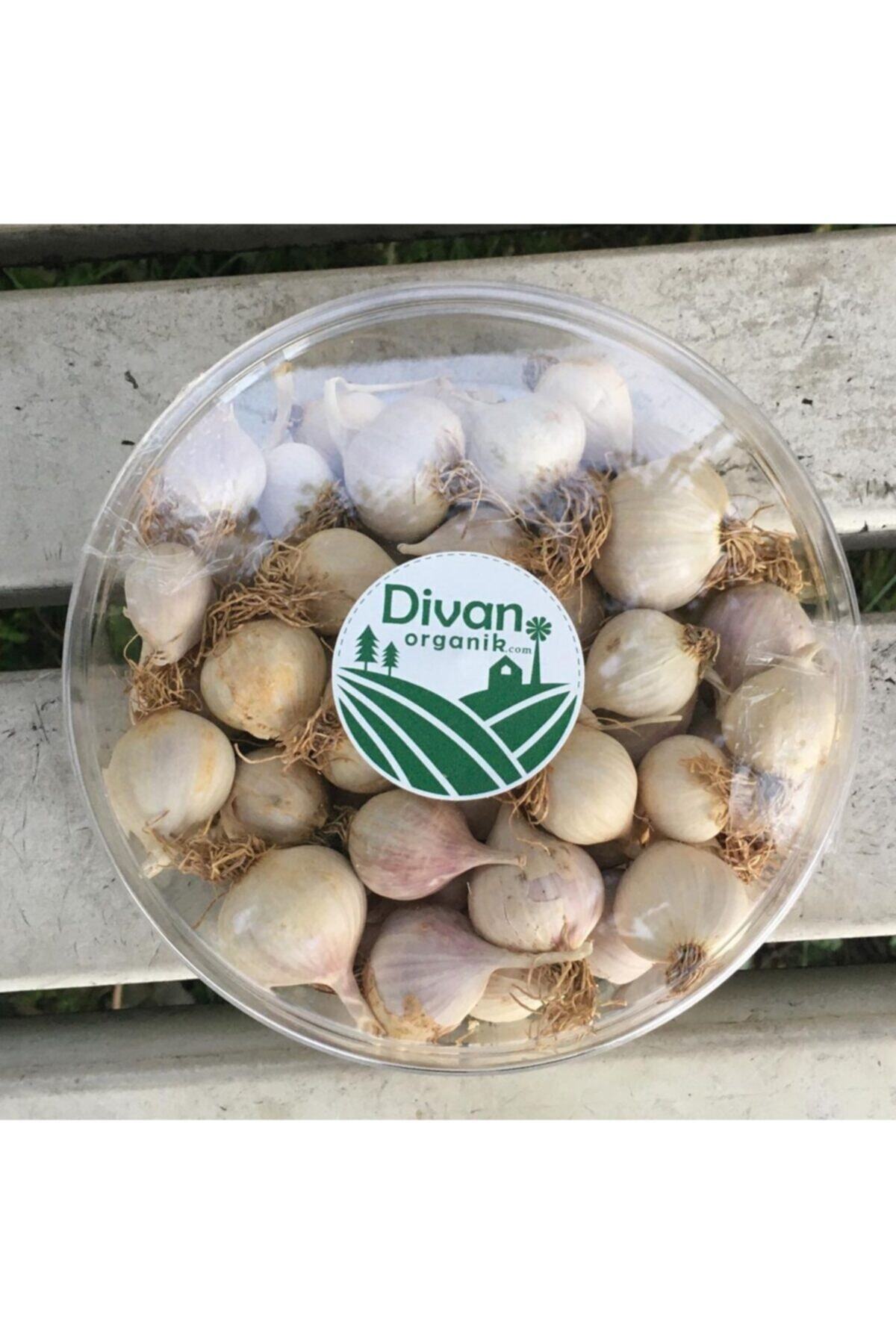 Divan Organik Mürdük Sarımsak 1kg