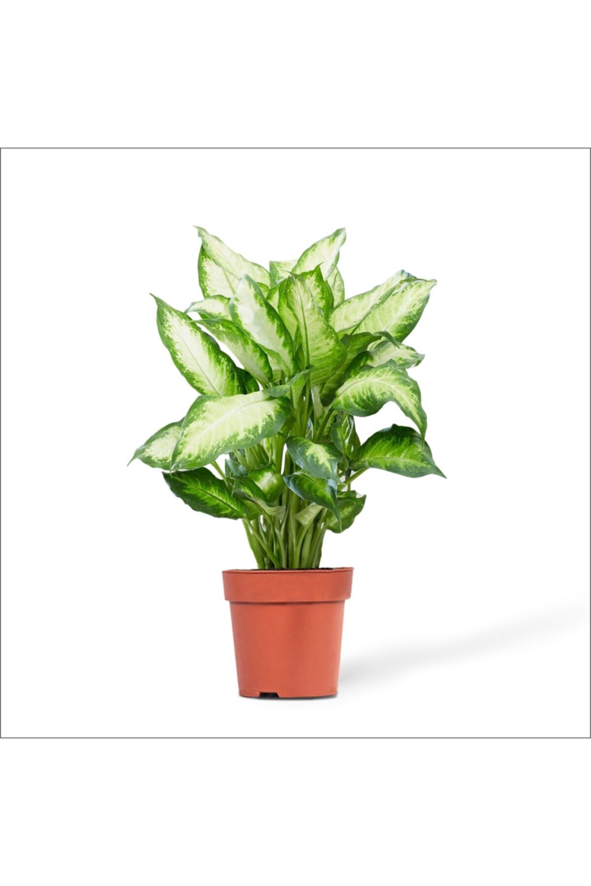 BahçemizBurada Difenbahya Camilla (30-50 Cm)