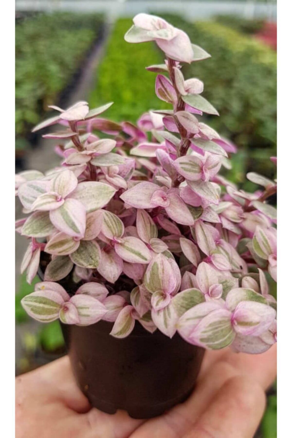 Serra Gardens Callisia Repens Pink Lady Mini Pembe Telgraf Çiçeği