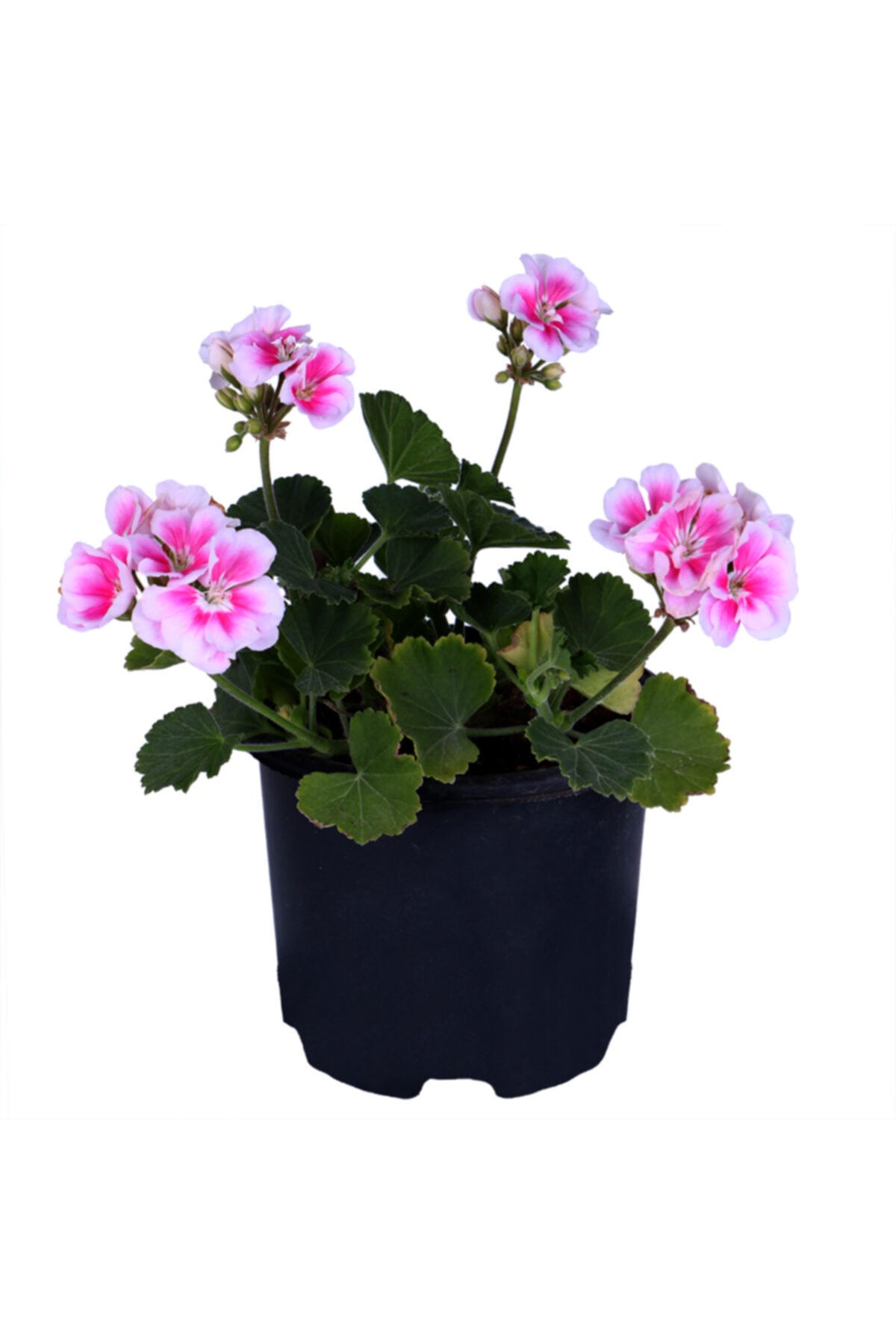 HOBİ VE BAHÇE Sardunya Çiçeği Saksı'da - Pelargonium - Açık Pembe Renk