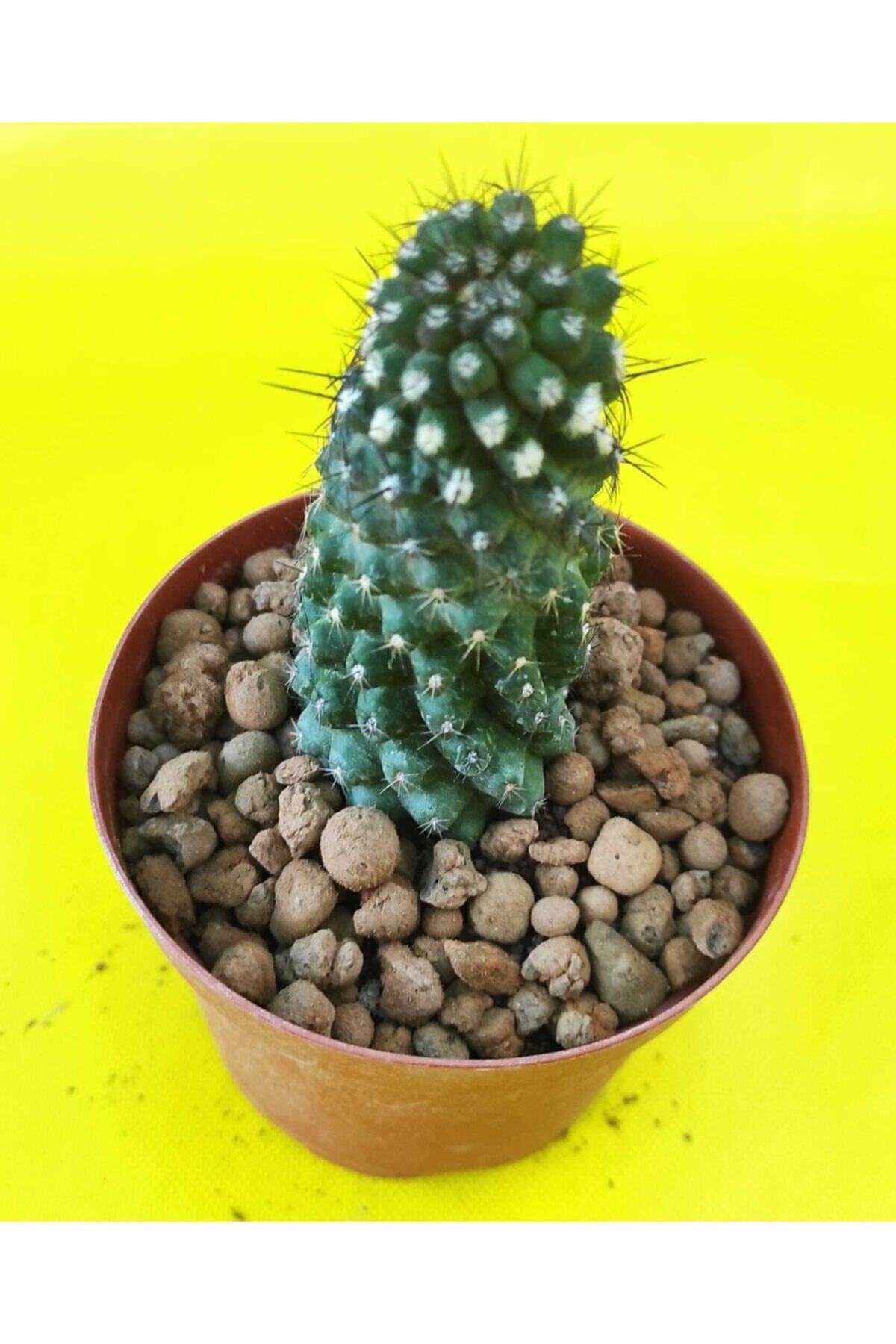 Pagoda Kaktüs 8.5 cm Saksı Ref 17c/45d