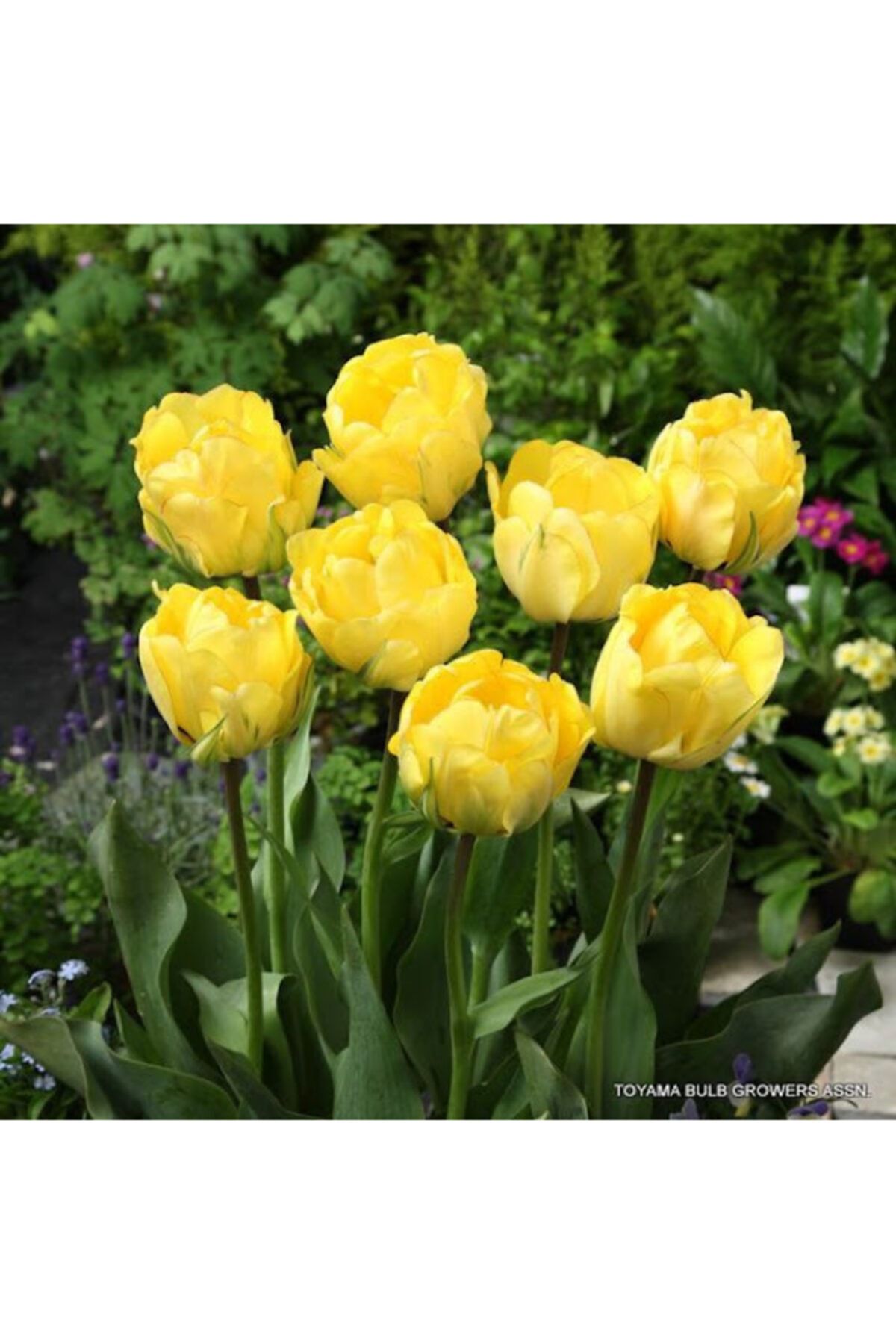 dört mevsim tohumcu Lale Soğanı Tulipa Gesnerıana Akebono 5 Adet