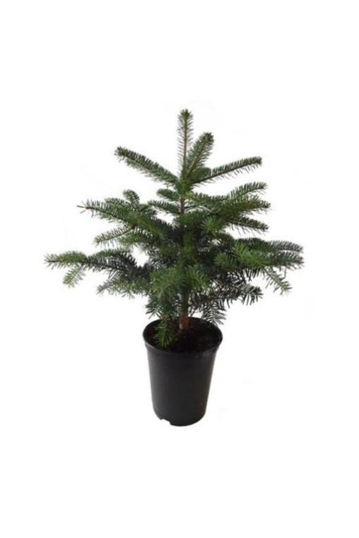 Mimoza Bitki Market Toros Göknar Köknar Çam Fidanı 3 Yaş 30-50 Cm Abies Cilicica
