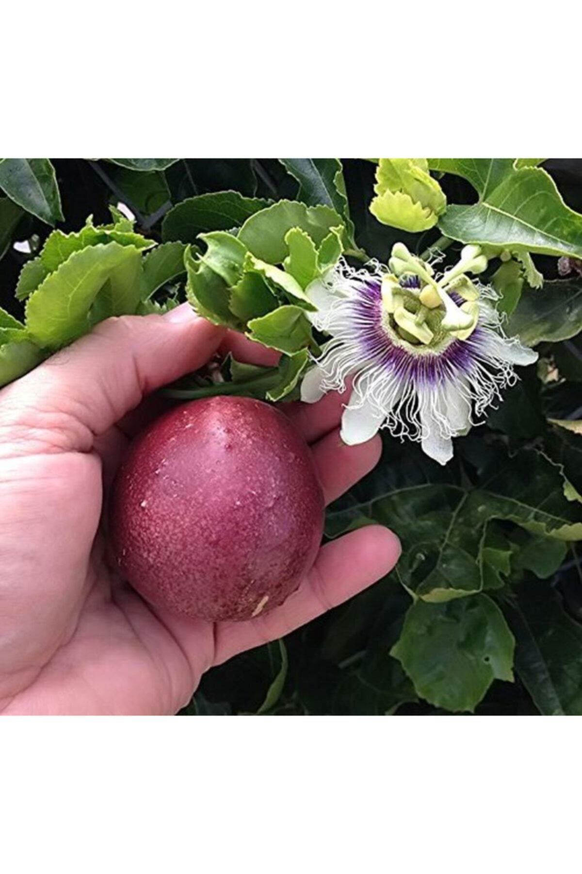 DIGERUI Çarkıfelek Meyvesi, Maruçya, Passion Fruit, Passiflora Edulis (3 Adet)