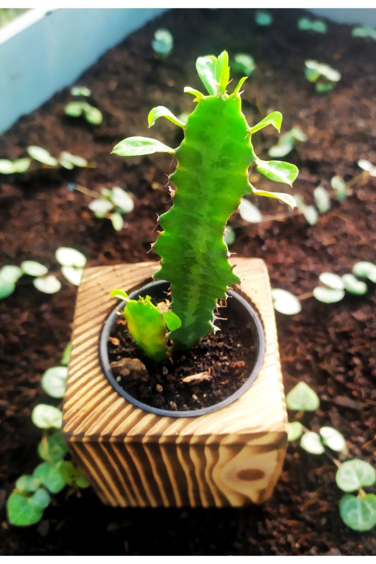 OSKARYUM Euphorbia Trigona Ahşap Yakma Saksıda Süt Ağacı
