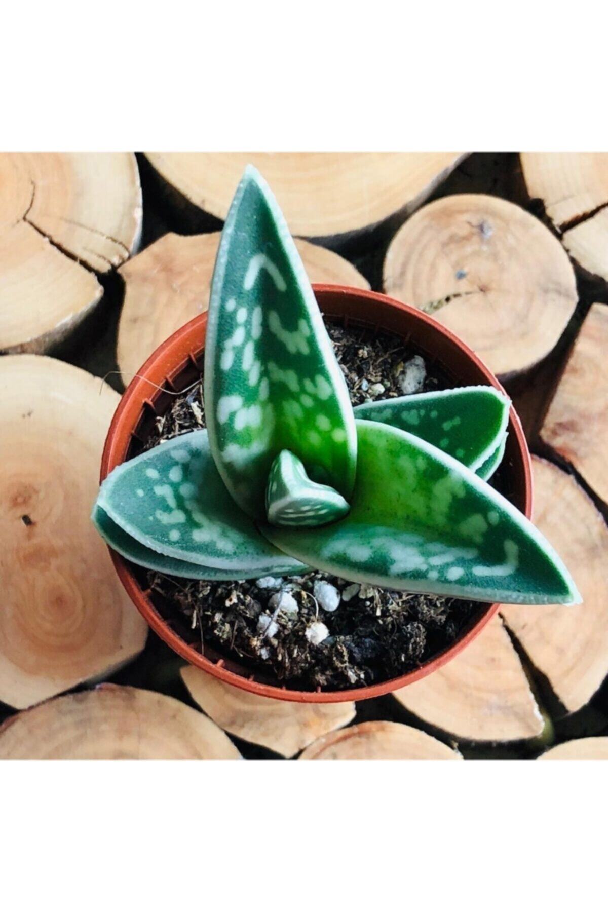 EGZOTİKBAHÇE Aloe Variegata Succulent Benekli Etli Yaprak Sukulent Bitkisi