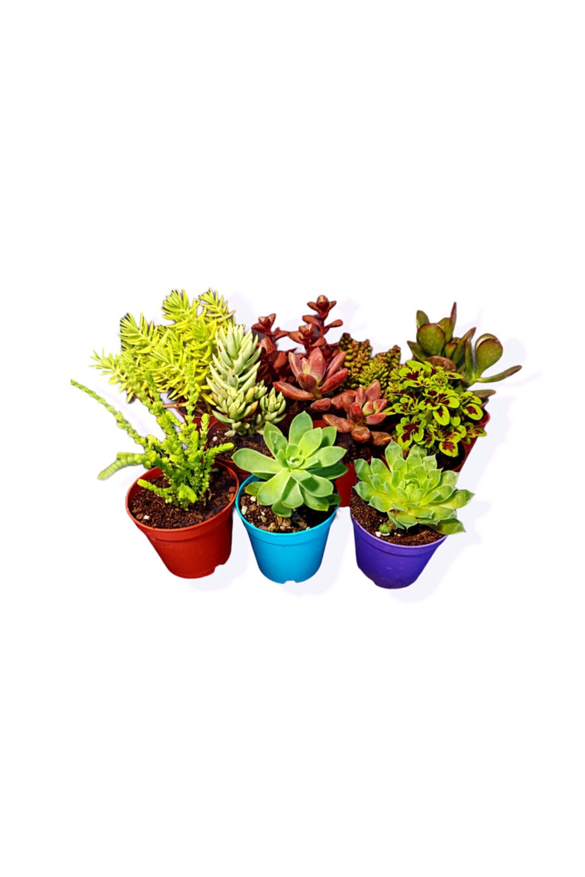 GoldLotus 10'lu Sukulent&kaktüs Seti / Teraryum Malzemeleri / Evlilik Hediyeleri / Mix Karışım / Sedum