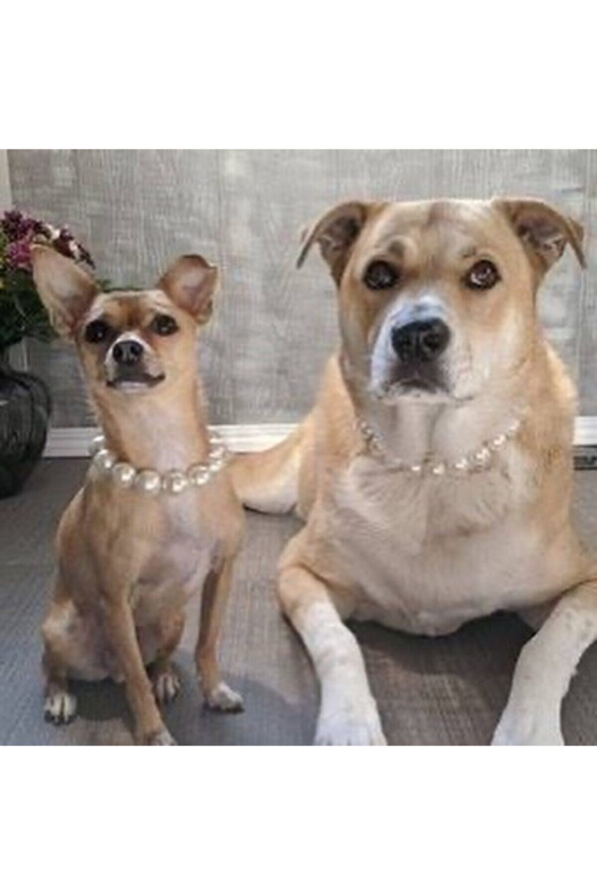Petito Boutique Jacks Dog Cafe Inci Kolye M