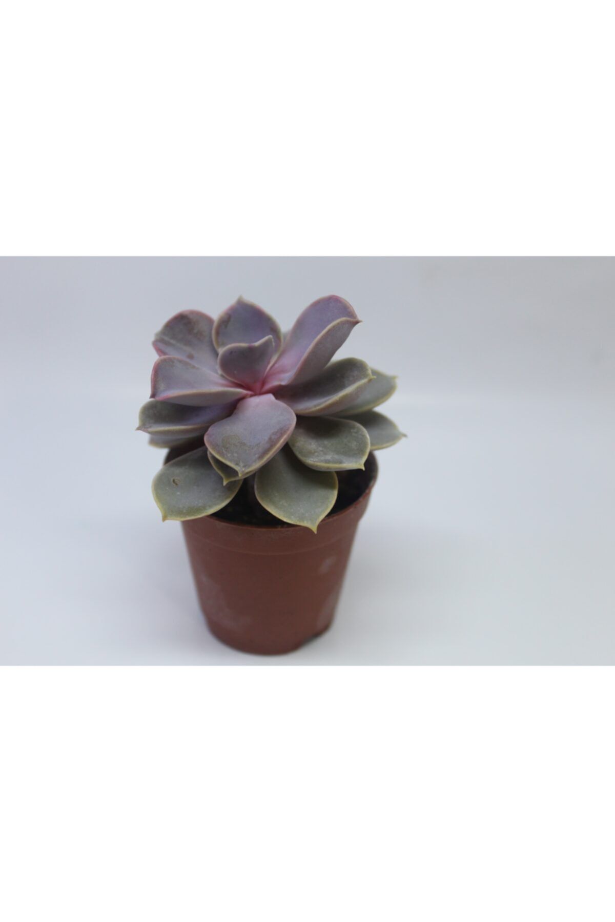 NEVEL GÜBRE Echeveria Lilacina Sukulent - Tavşan Kulağı