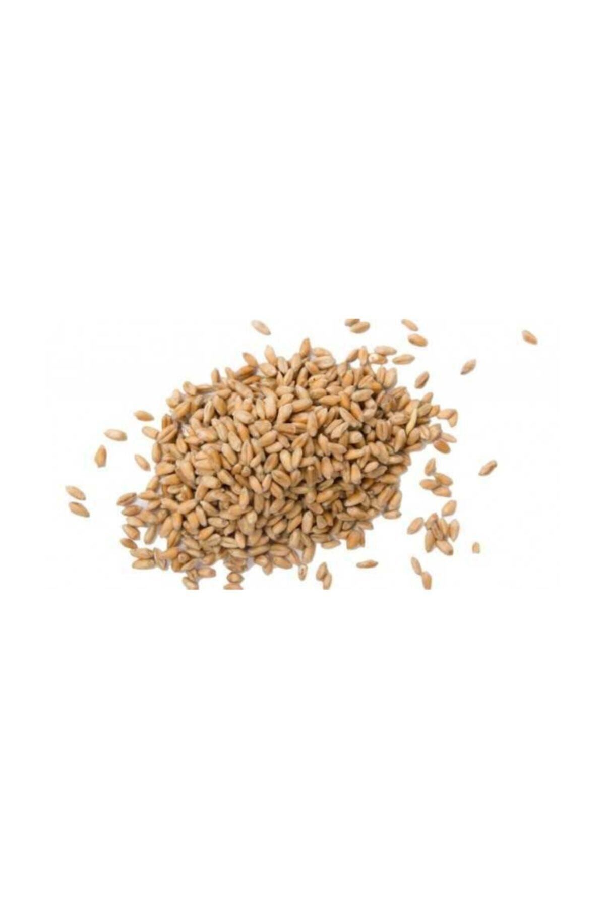 4F Buğday Tavuk,güvercin Yemi 1 Kg