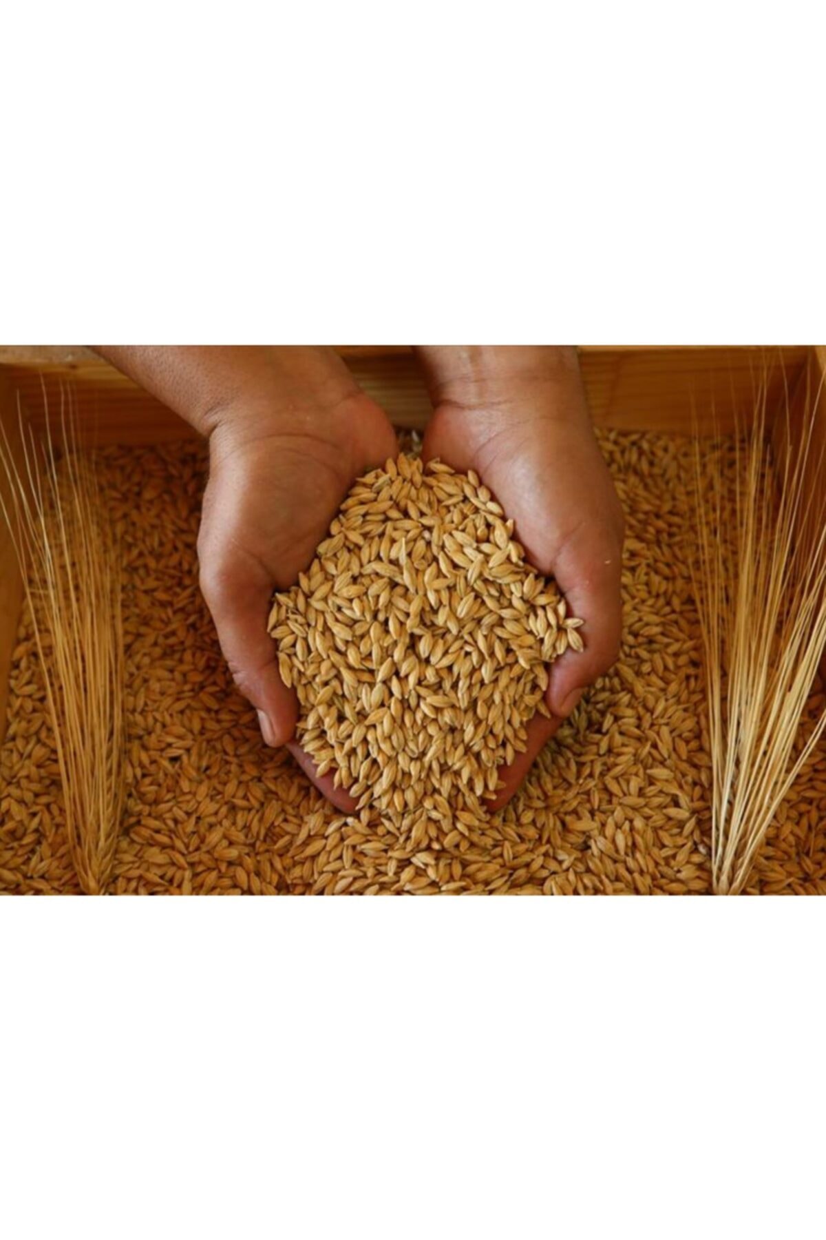 Targem Arpa 5 Kg- (kuş ,tavuk ,kanatlı Hayvan Tavşan Yemi Doğal Yemlik Arpa)