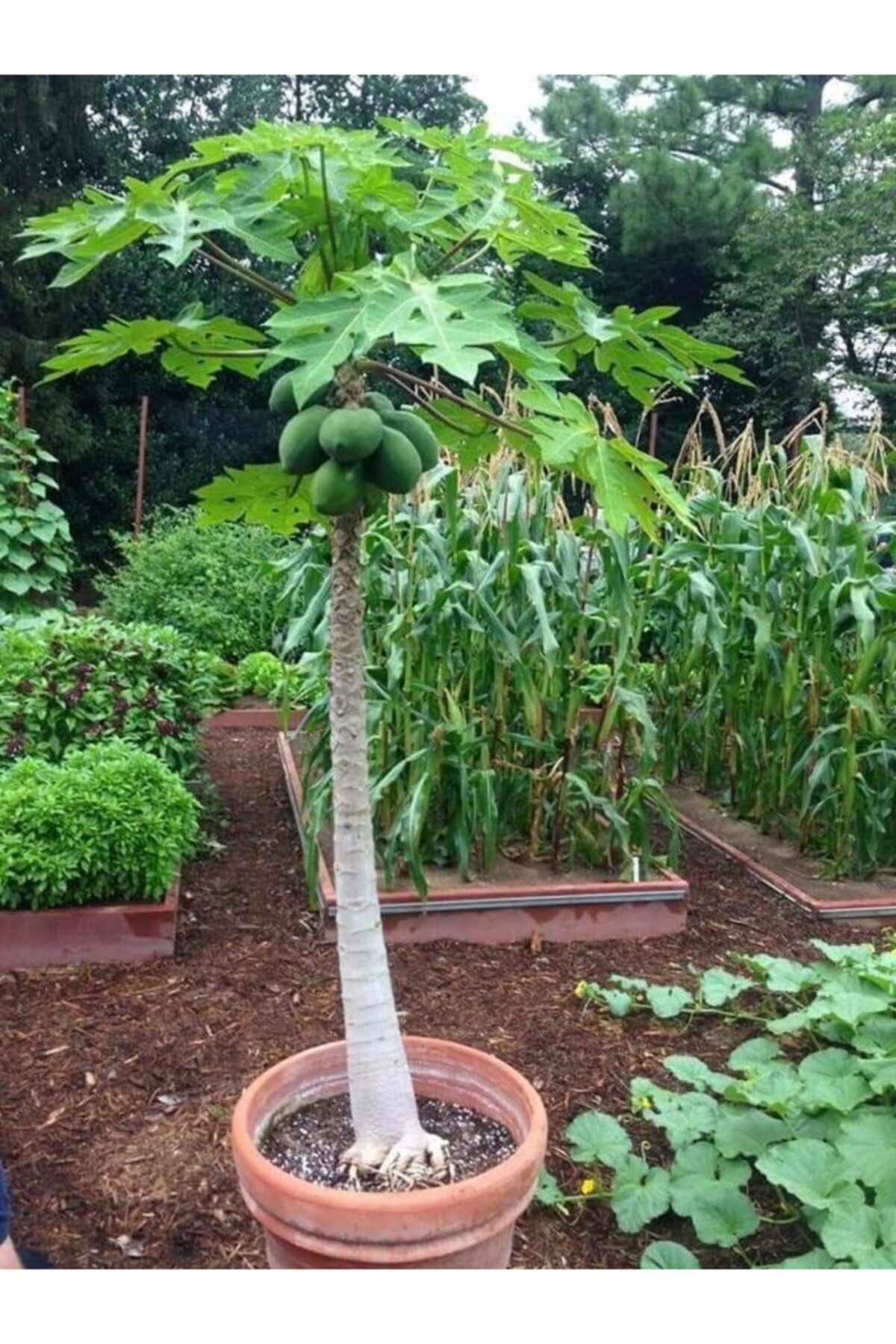 Alanyatropikal Tüplü Papaya(ağaç Kavunu) Fidanı (80 120 Cm)