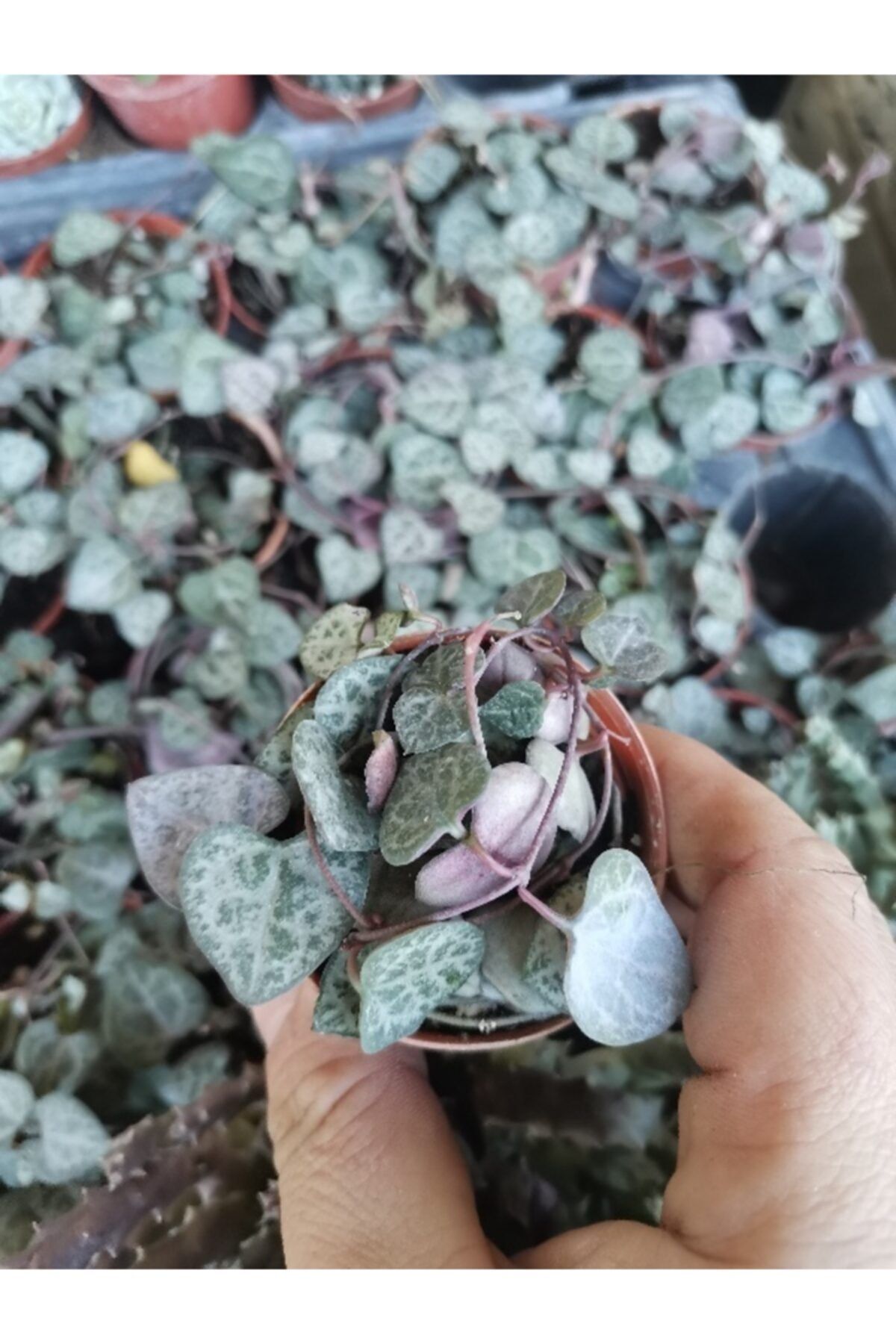 Durutasarım Kalp Kalbe Karşı Çiçeği ,ceropegia Woodii Sarkan Sukulent 6 Cm Saksıda Kaktüs