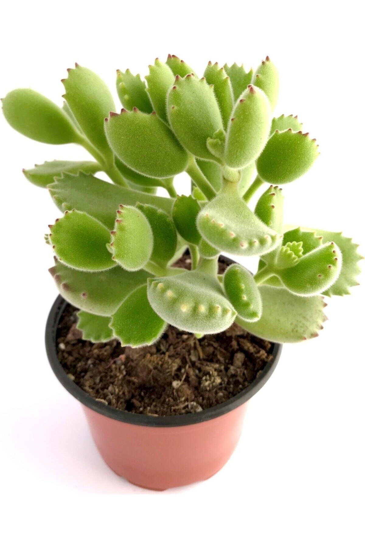 EGZOTİKBAHÇE Cotyledon Ladismithiensis Büyük Boy 8,5 cm Sukulent