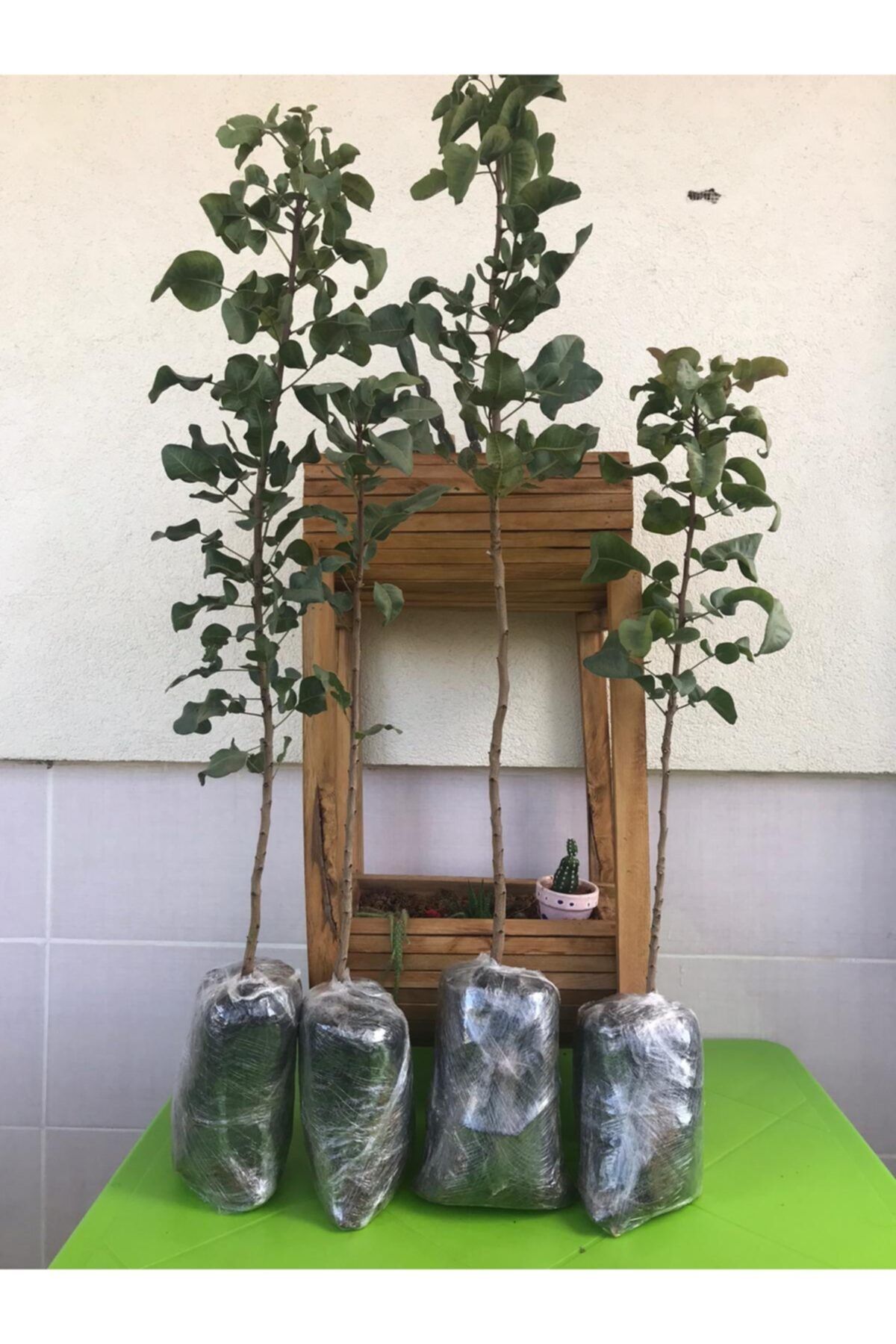 Alanyatropikal 6 Adet Antep Fıstık Fidanı Aşıya Gelmiş