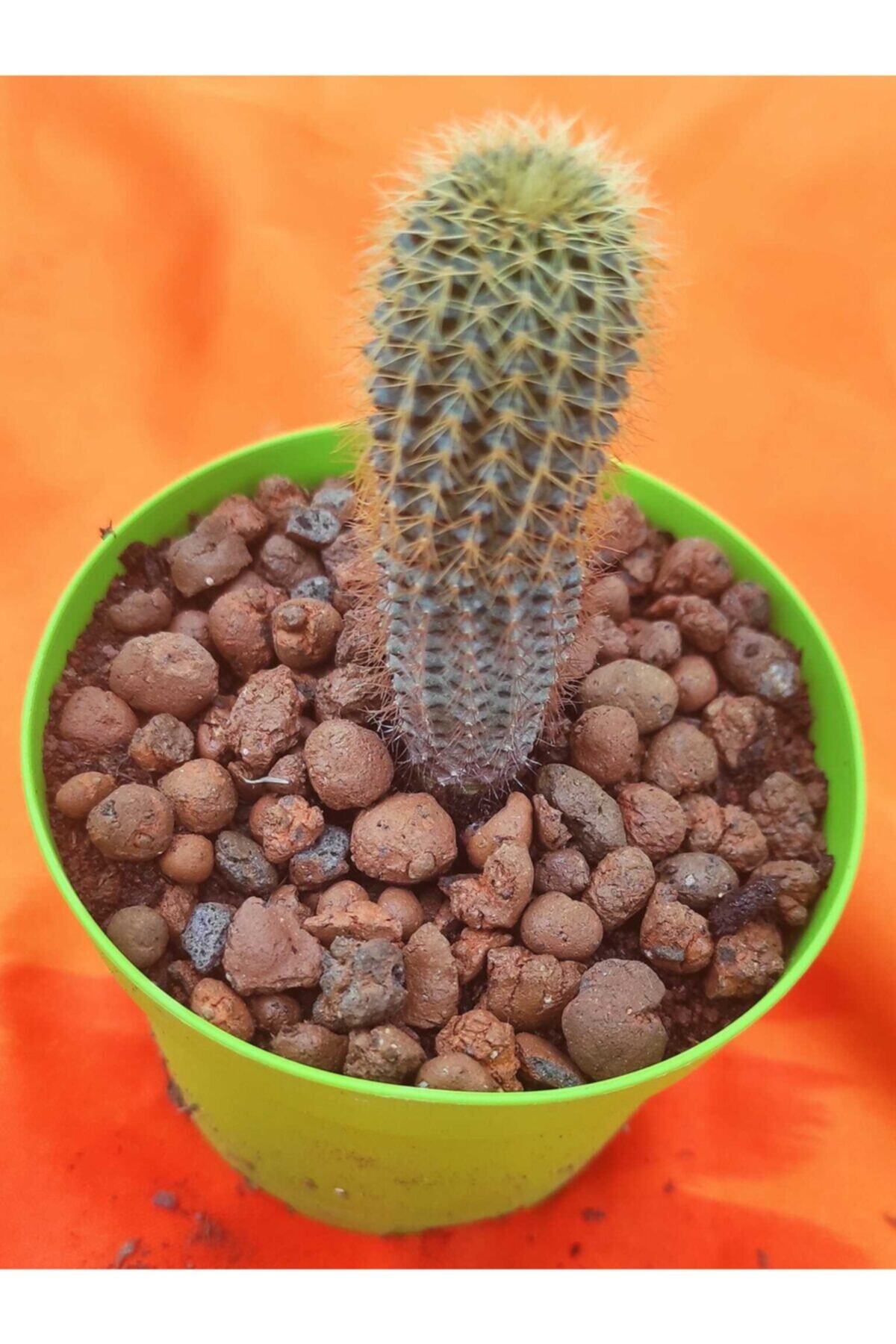 Pagoda Frailea Angelesii-kaktüs-8.5 Cm Saksı-ref 15/ Mrd 97