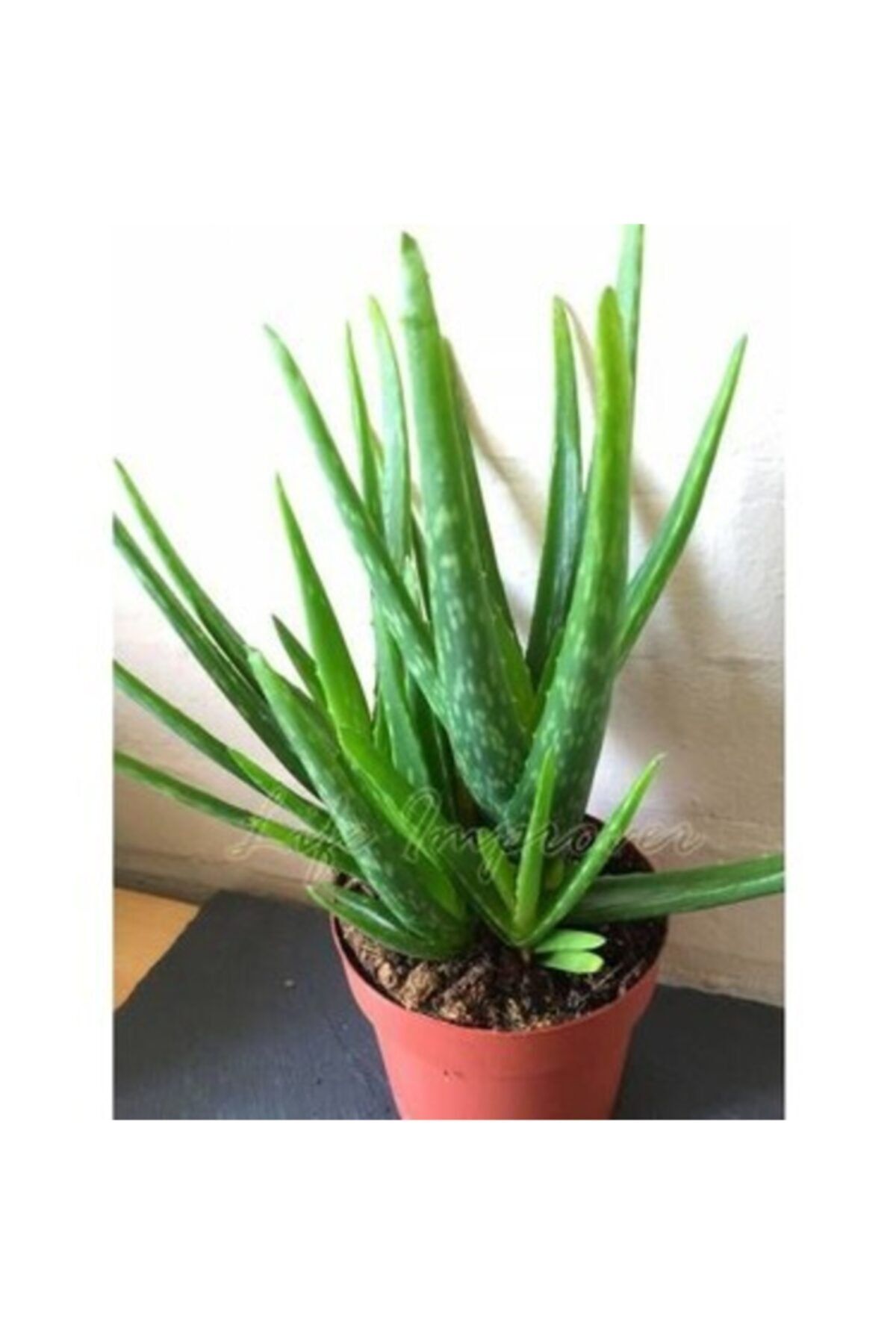 YAĞMUR BOTANİK Alovera Fidanı (sarı Sabır) 20 Cm