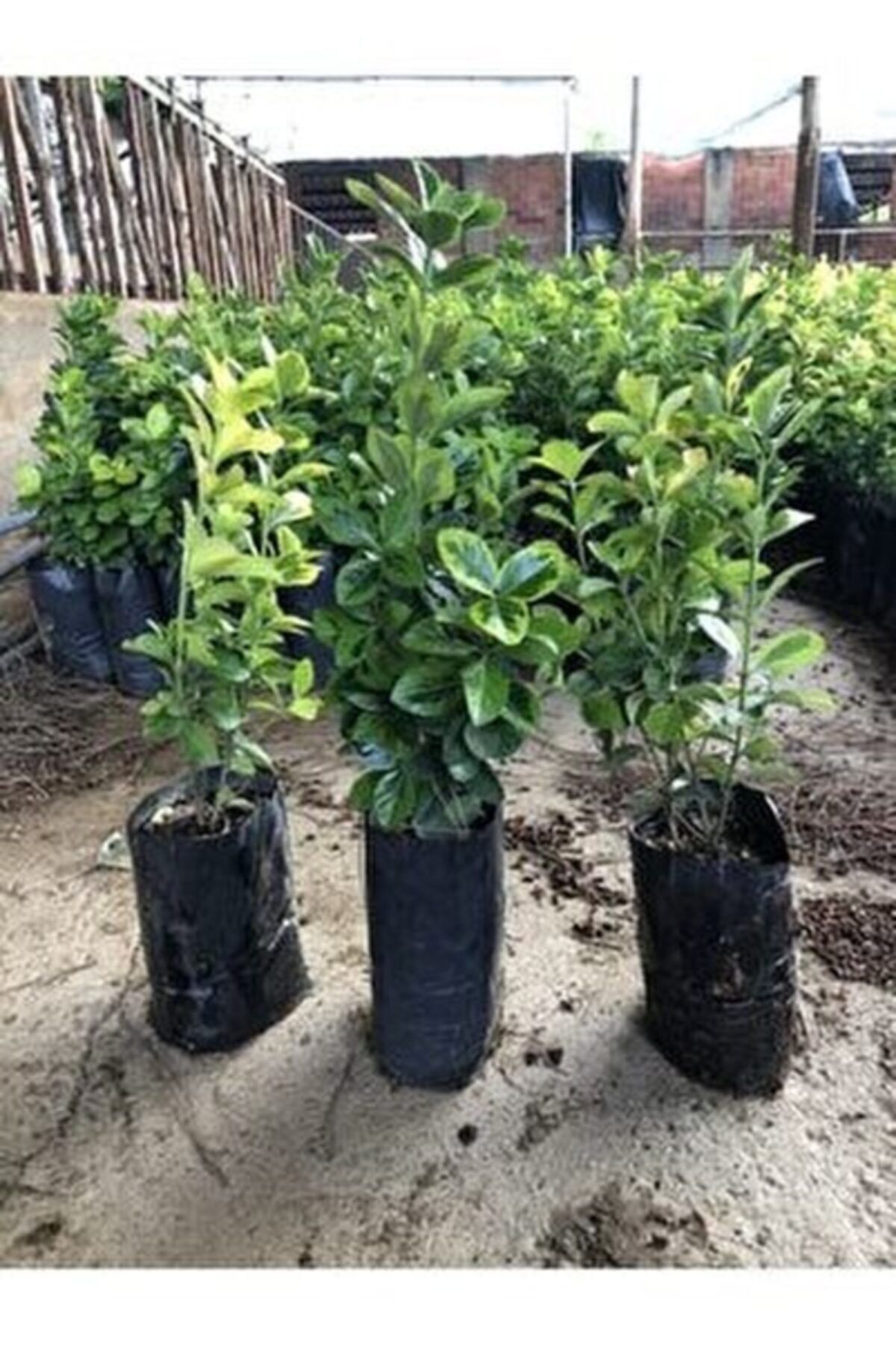 YAĞMUR BOTANİK Alacalı Taflan Çit Bitkisi Tüplü 30 m 10 Adet