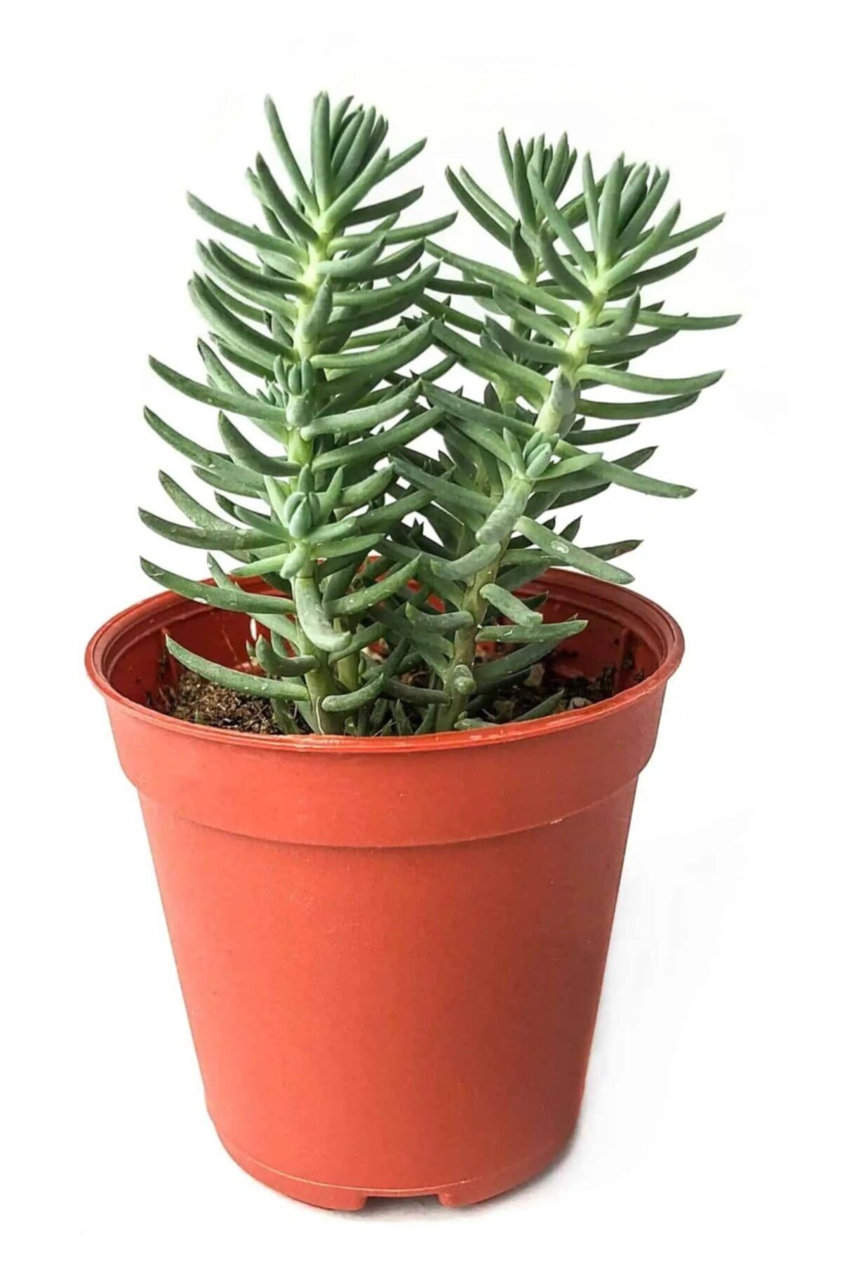 Serra Gardens Reflexum Blue Spruce Mavi Sedum
