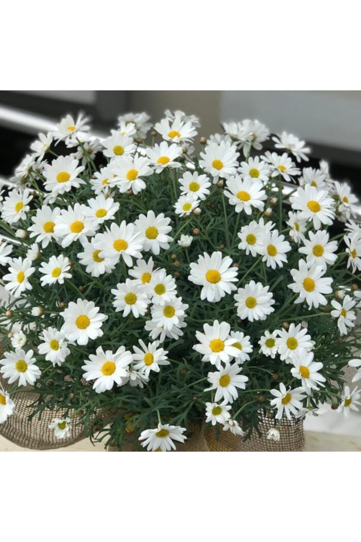 CANBOTANİK Kır Papatyası Için Besleyici Gübreli Torflu Toprak-3 Litre